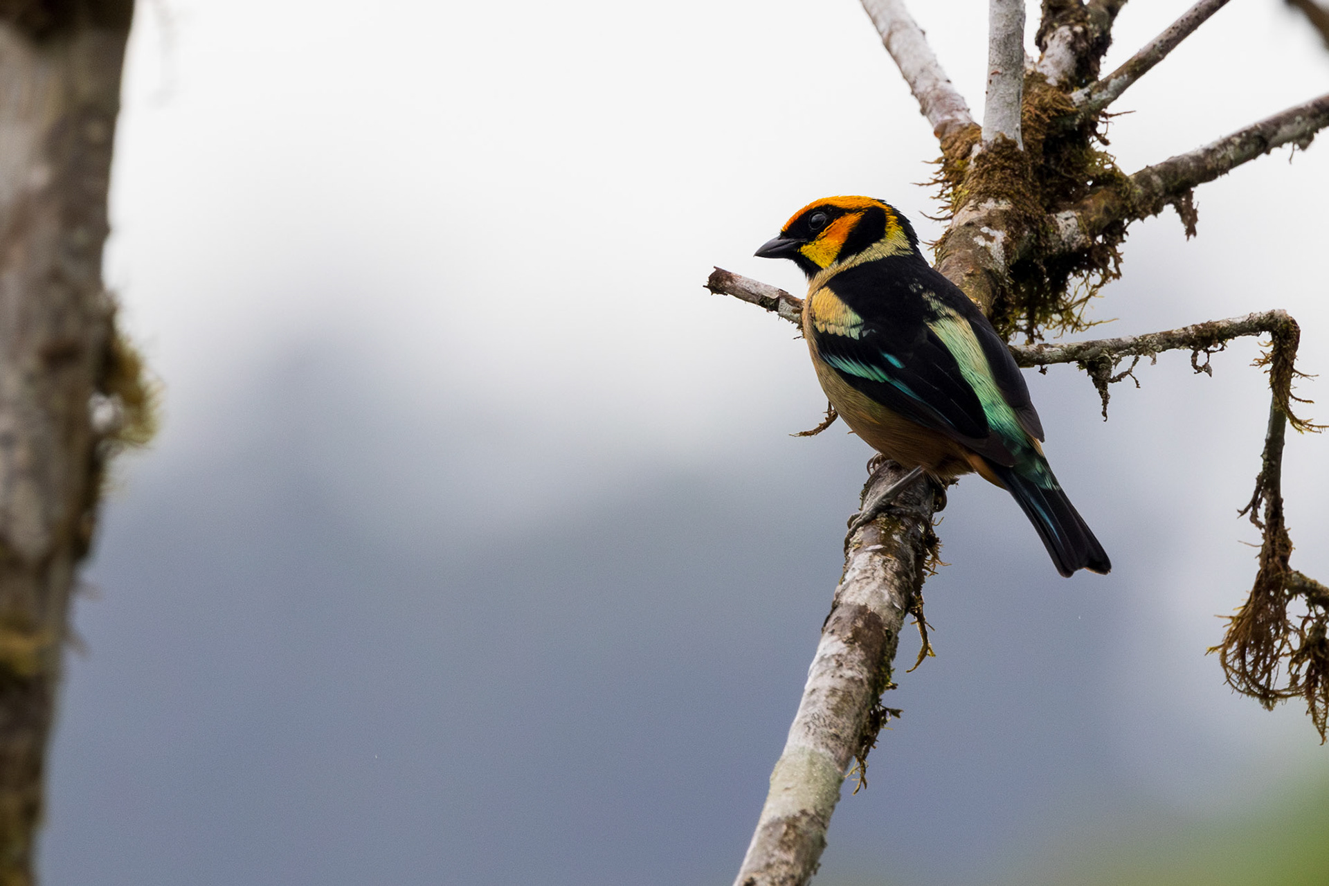 Flame-faced Tanager