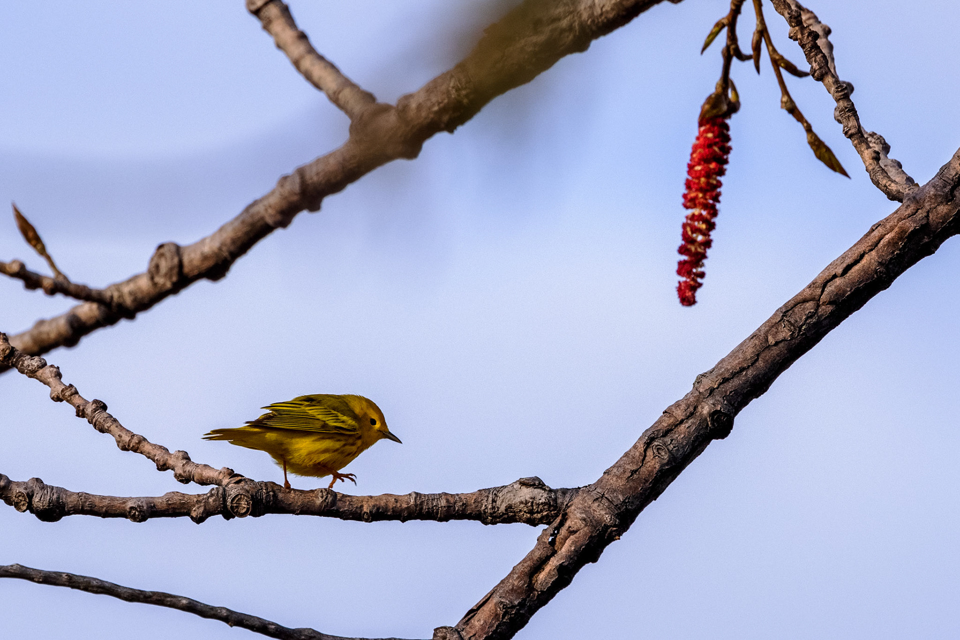 American Yellow Warbler