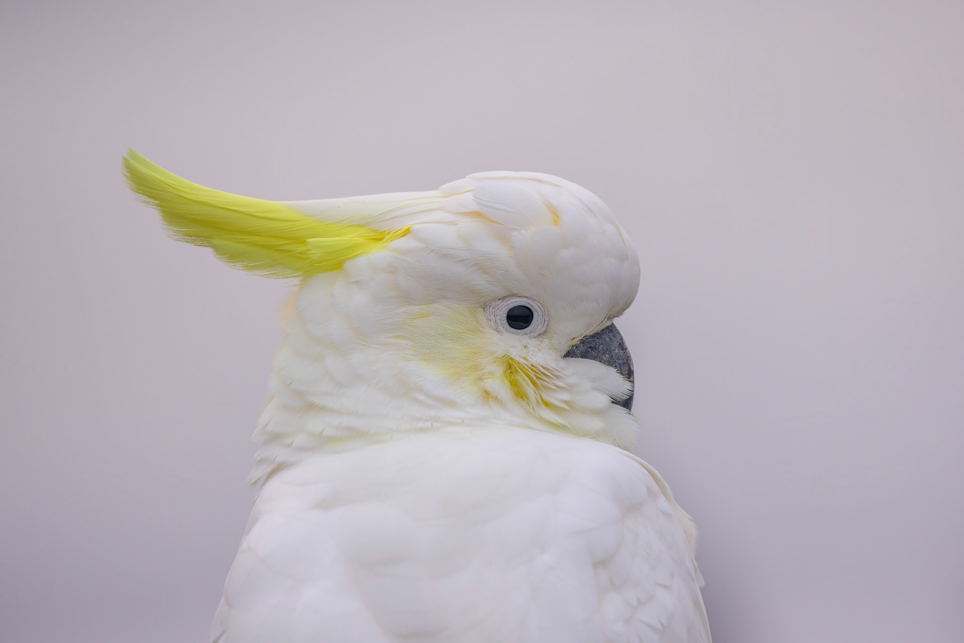Sulphur-crested Cockatoo
