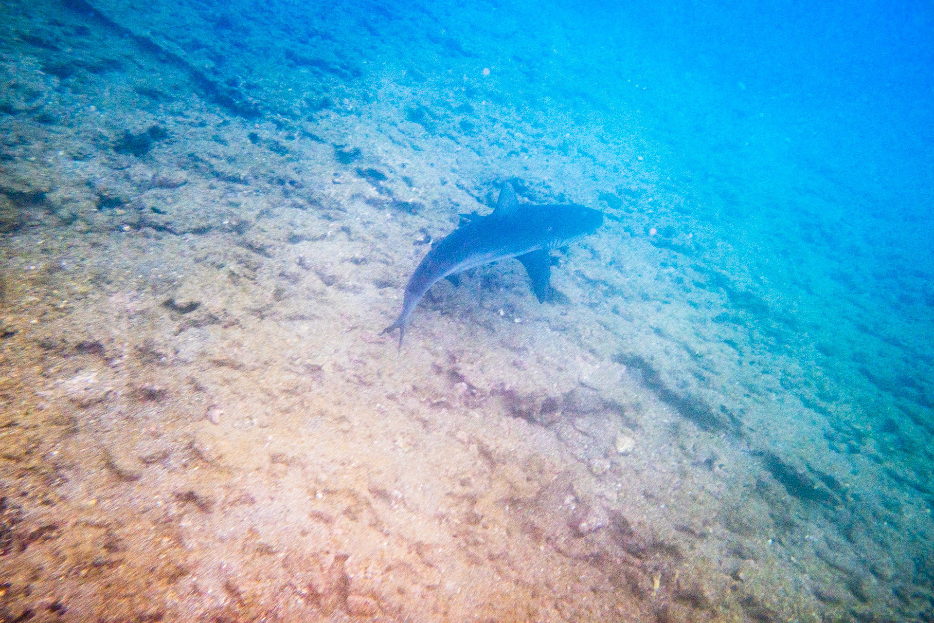 White-tipped Reef Shark