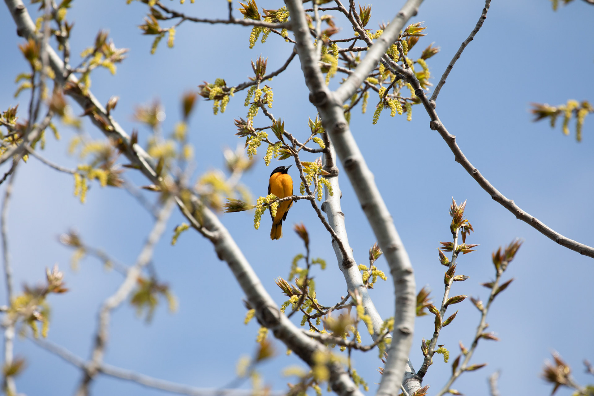 Baltimore Oriole (M)