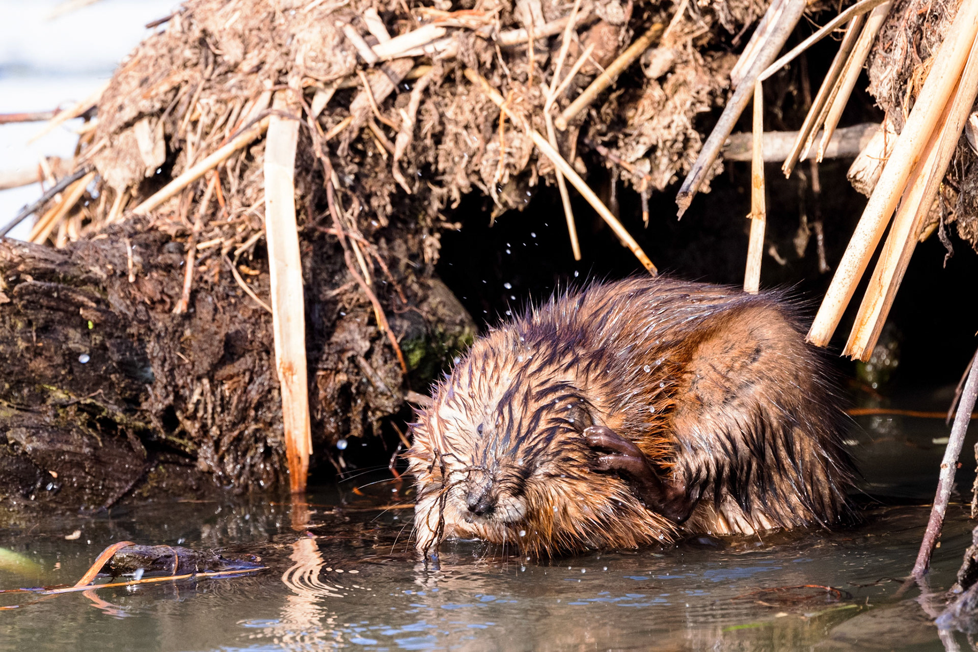Muskrat at entrance to its den