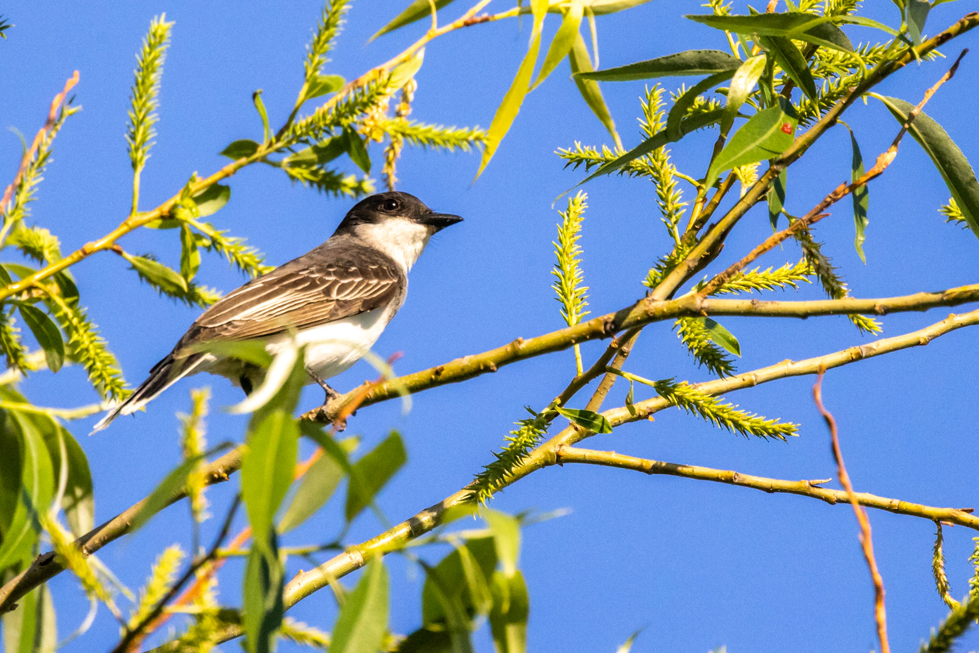 Eastern Kingbird in Kingston, ON