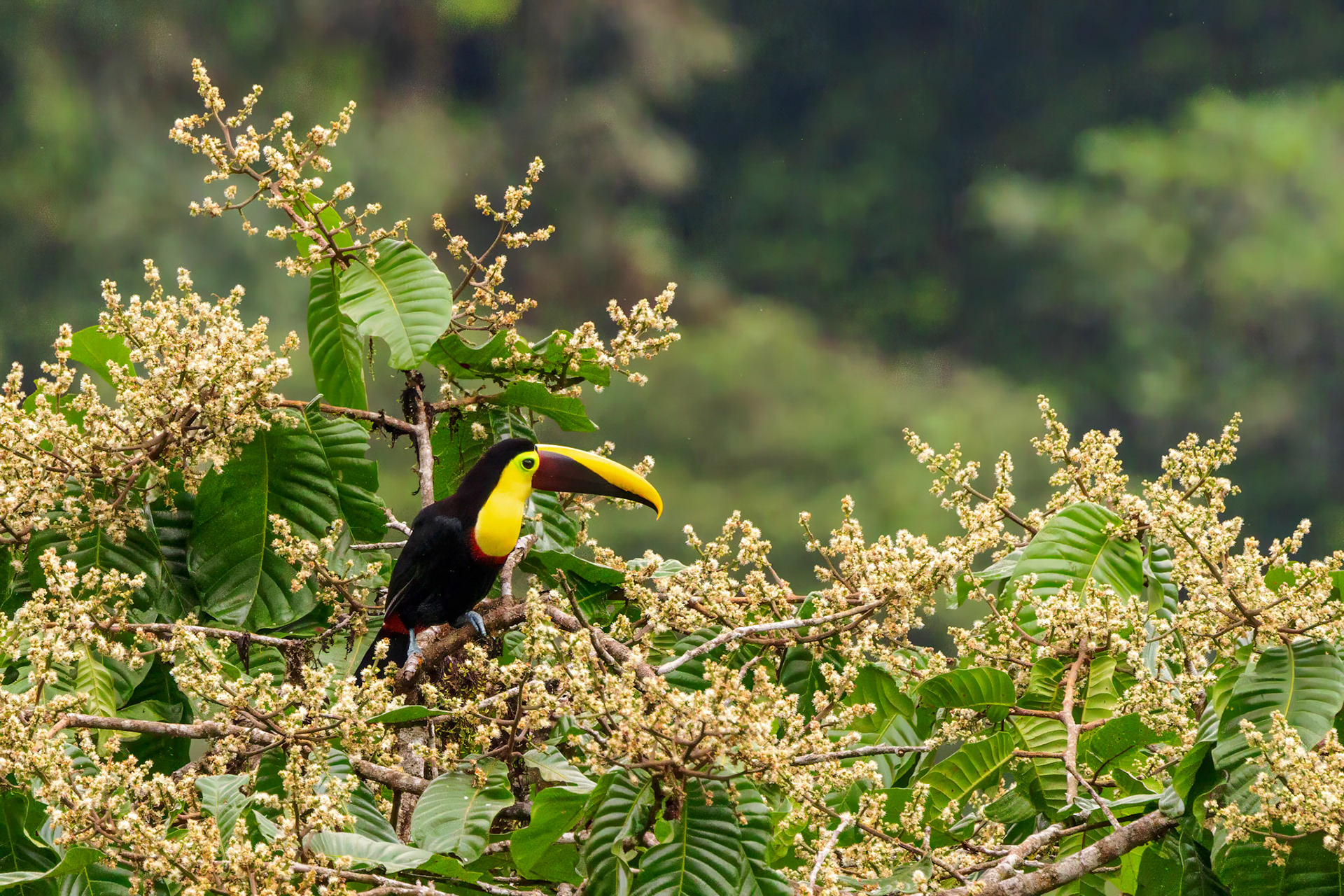 Chestnut-mandibled Yellow-throated Toucan