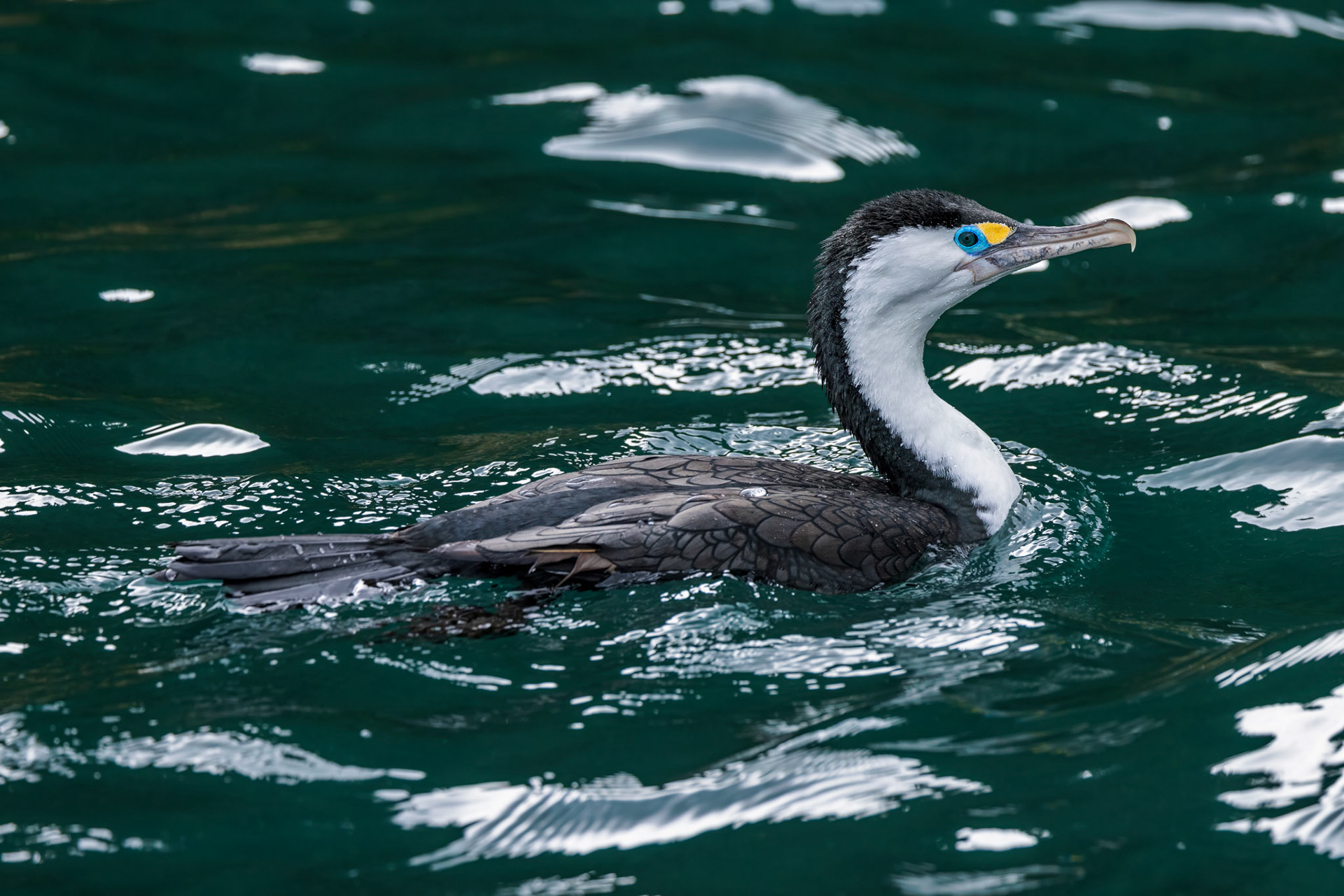 Pied Shag