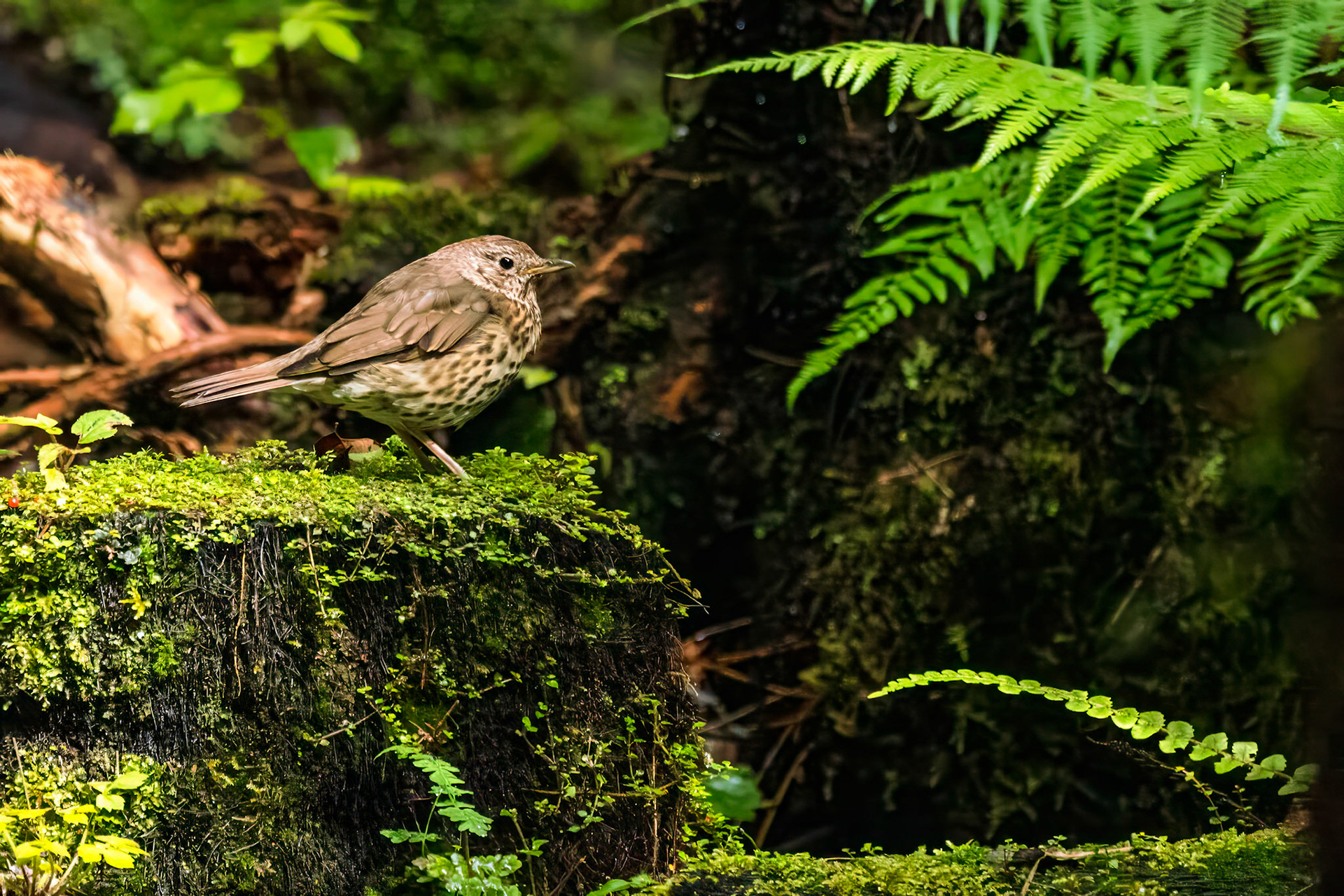 Song Thrush