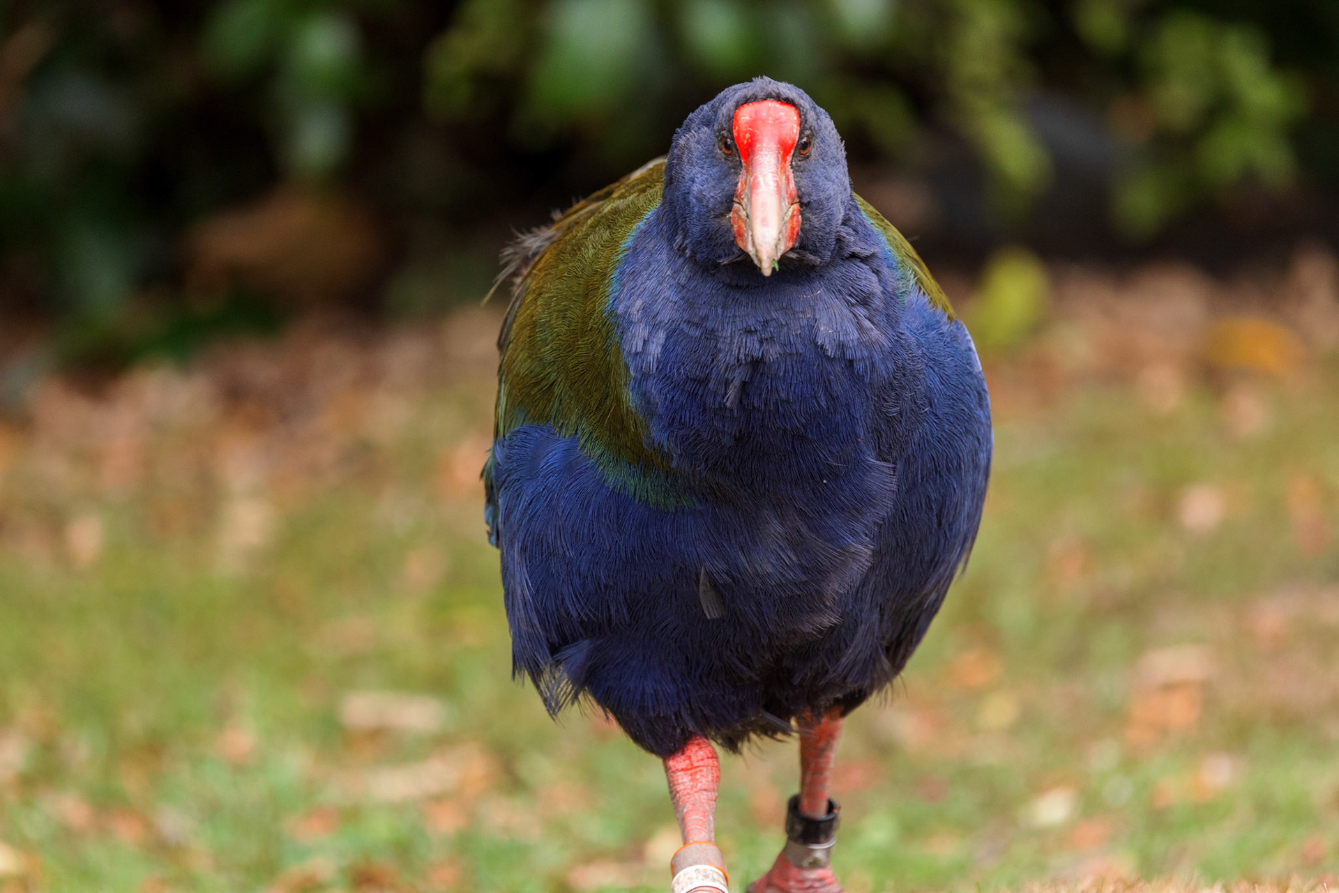 Takahe