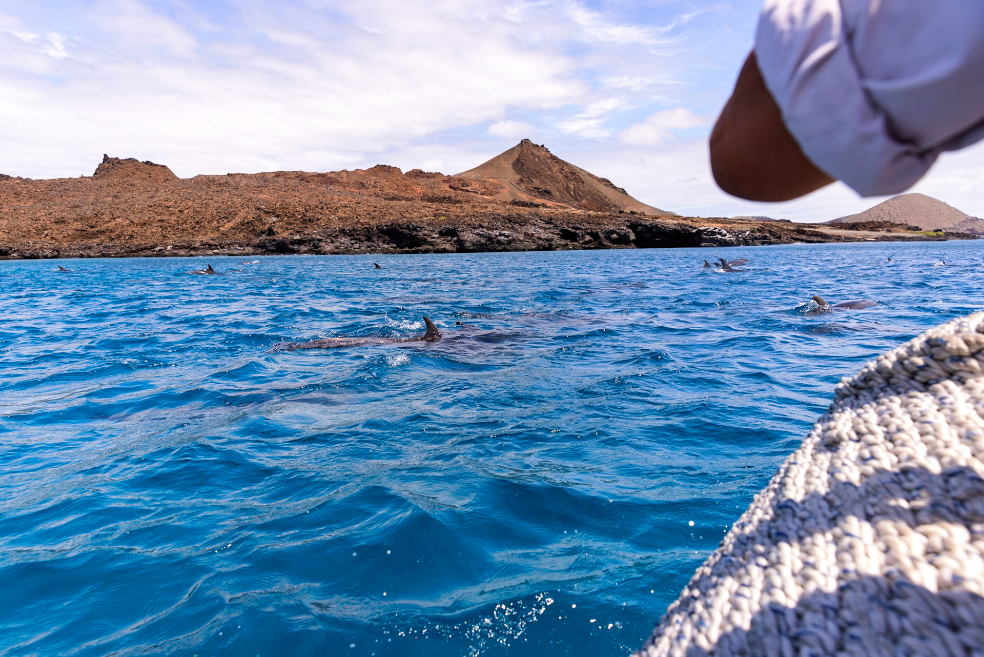 Bottlenosed Dolphins