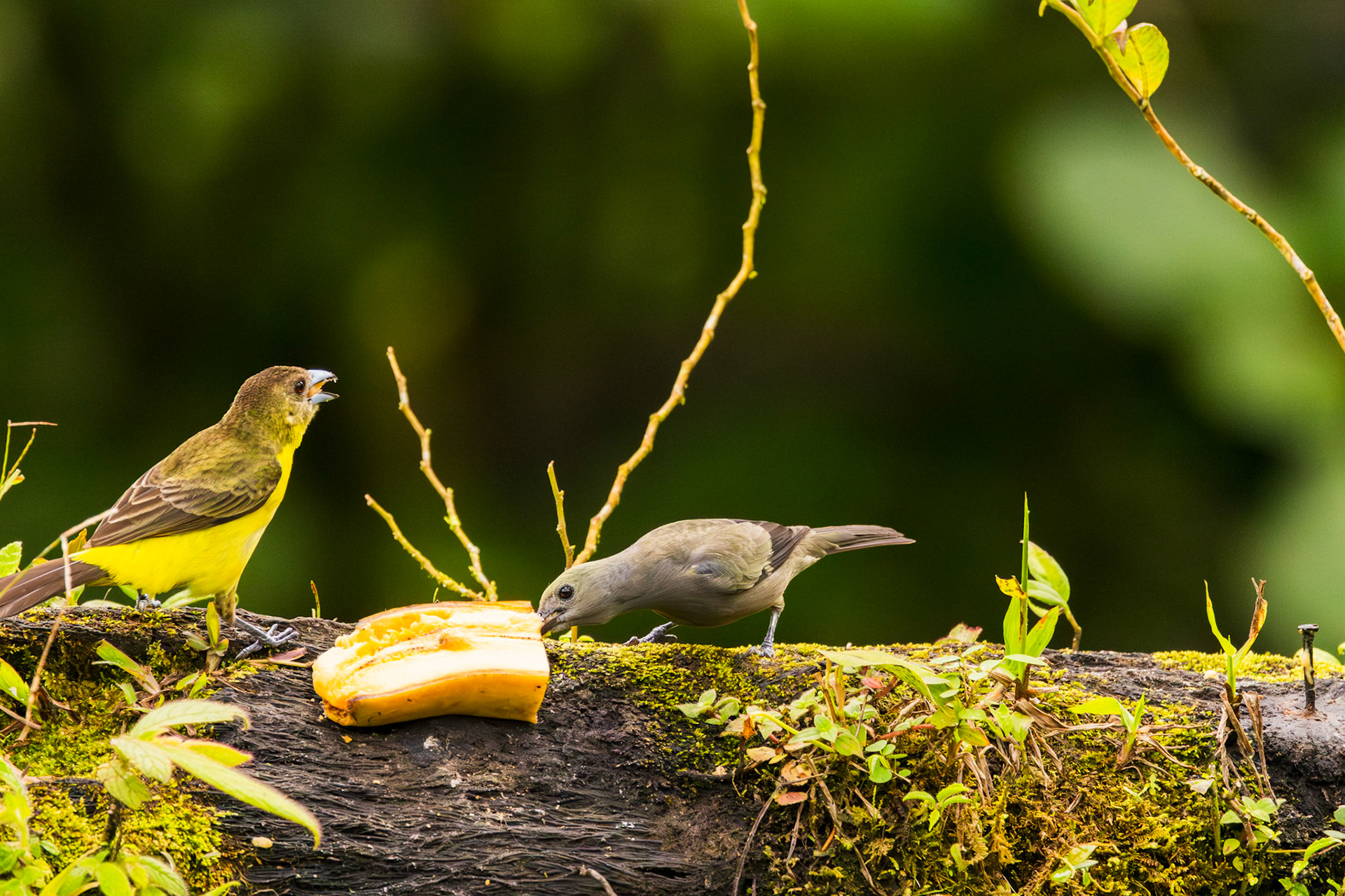 Palm Tanager