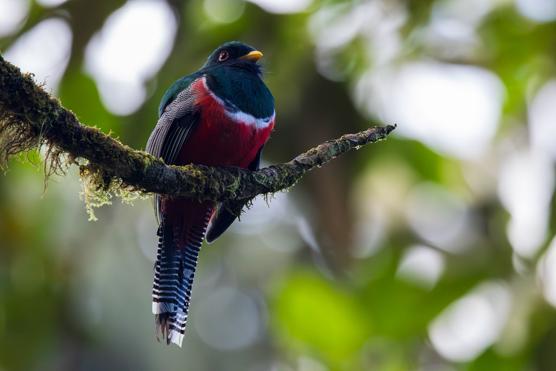 Masked Trogon