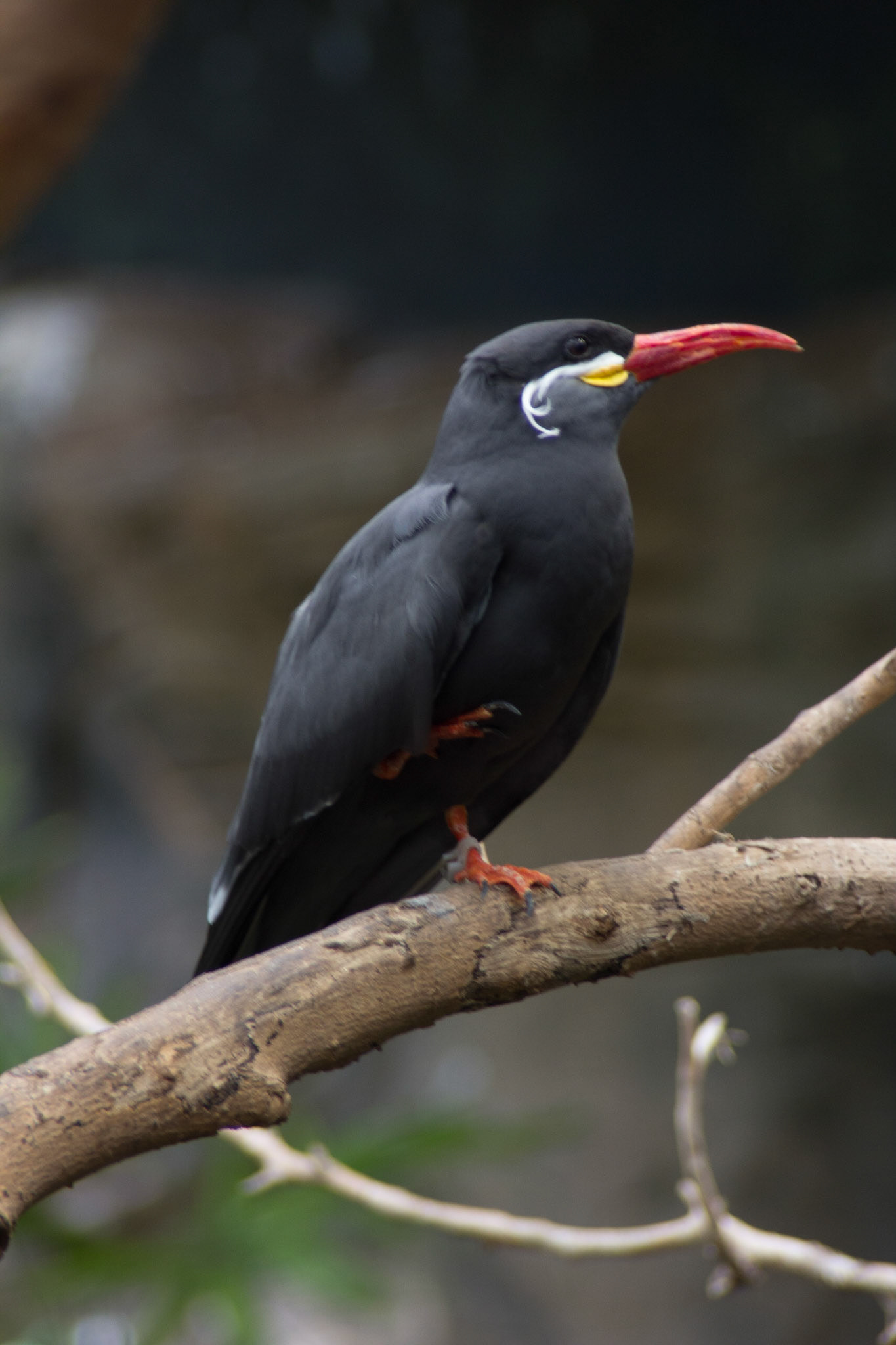 Inca Tern