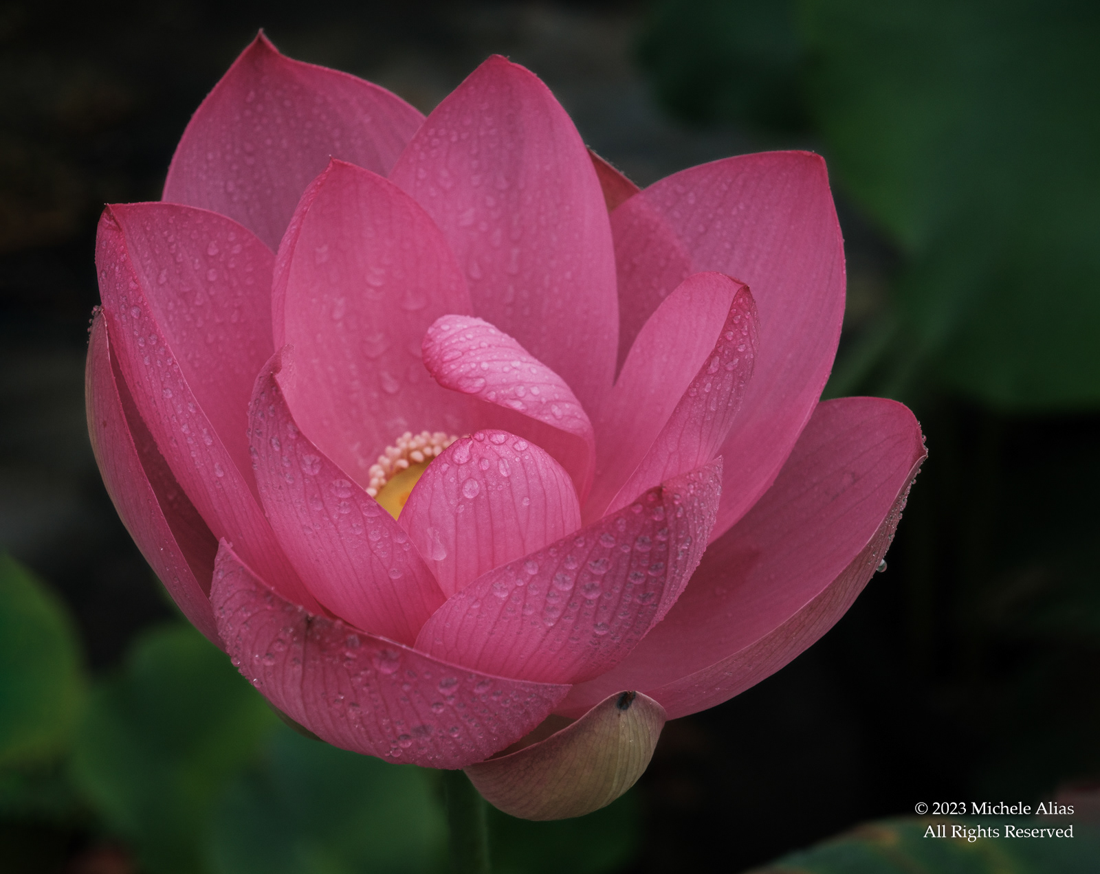 Bashful Blossom