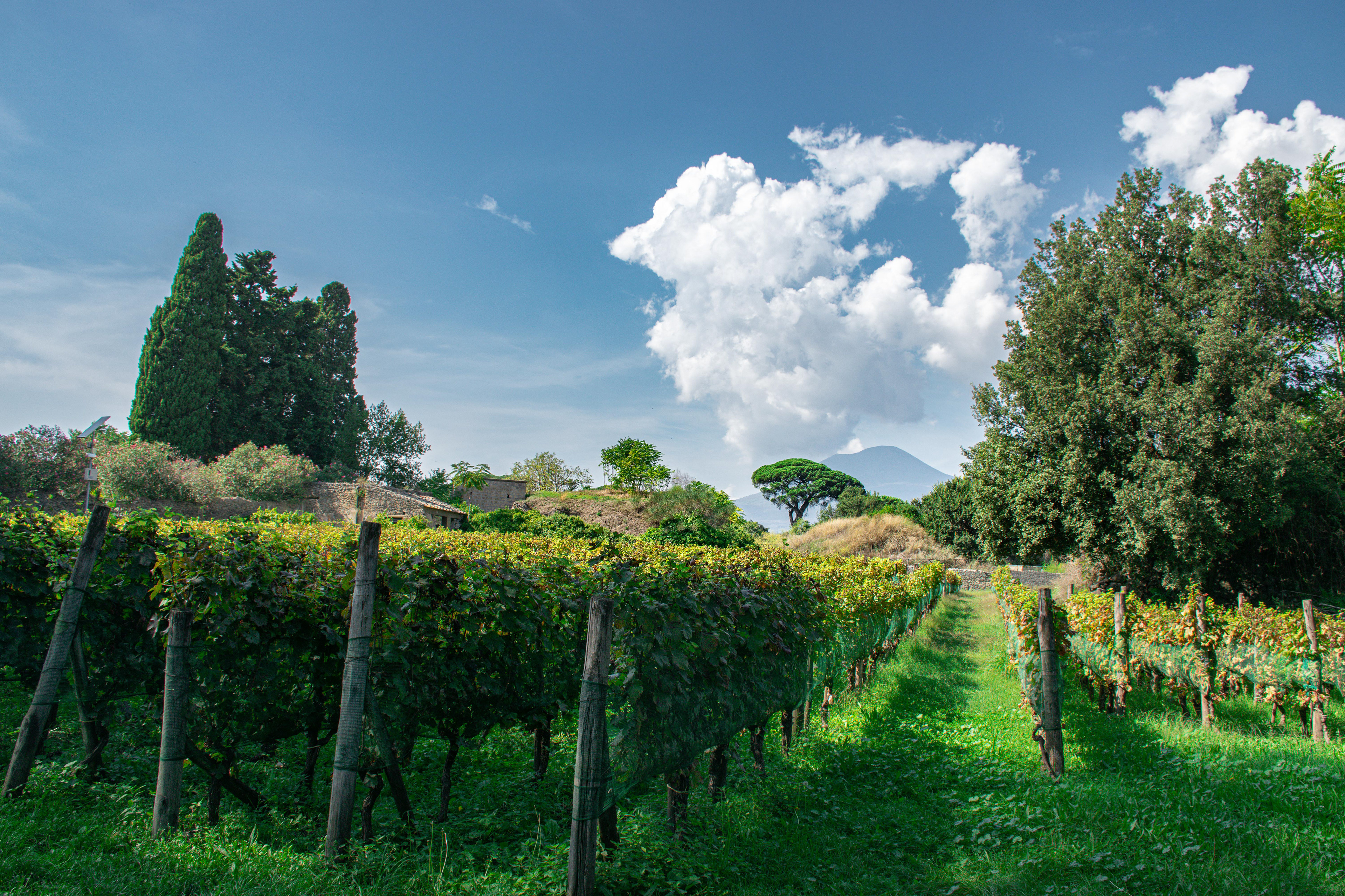 Pompeii Vineyard
