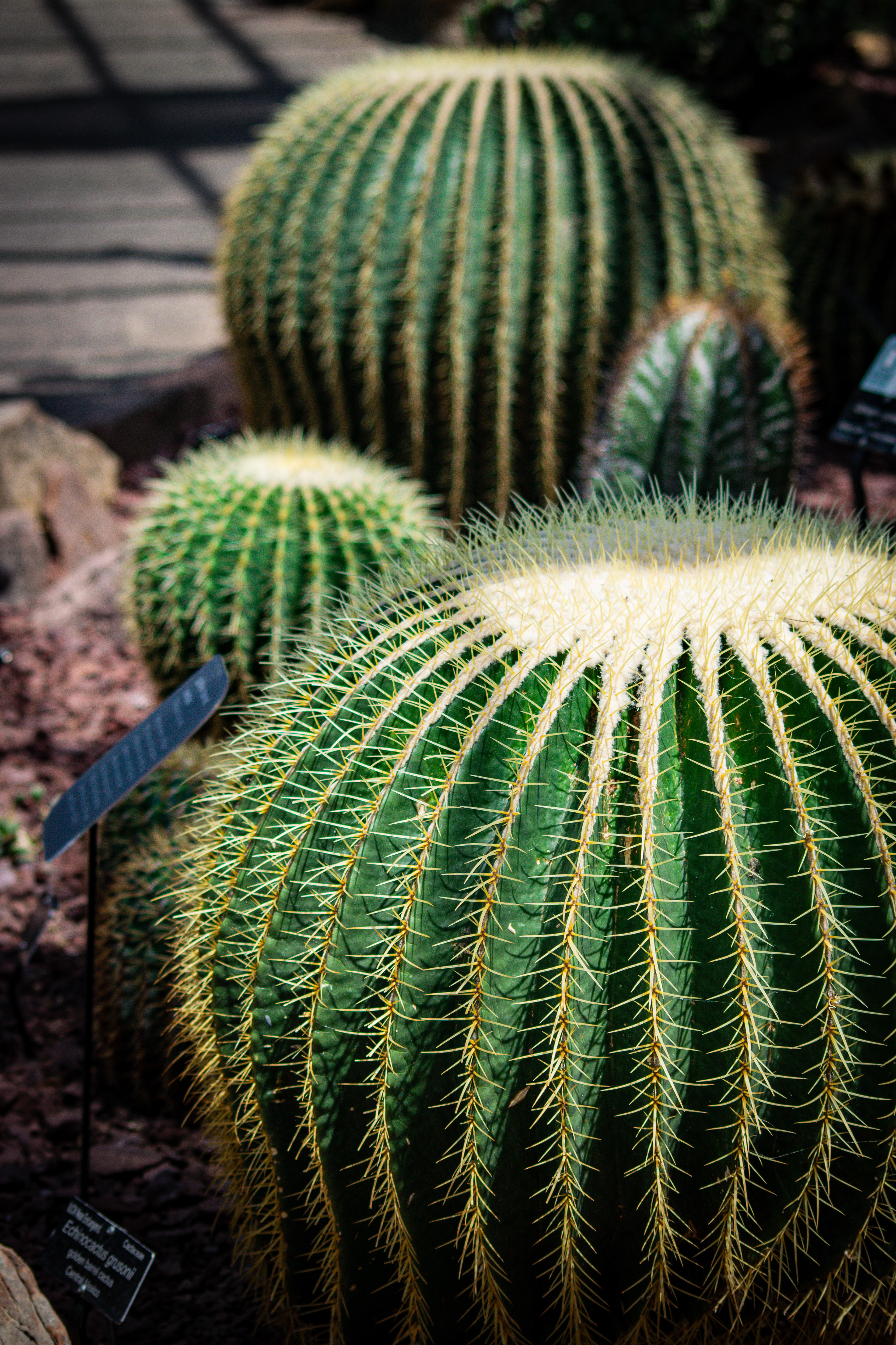 Botanic Garden Washington