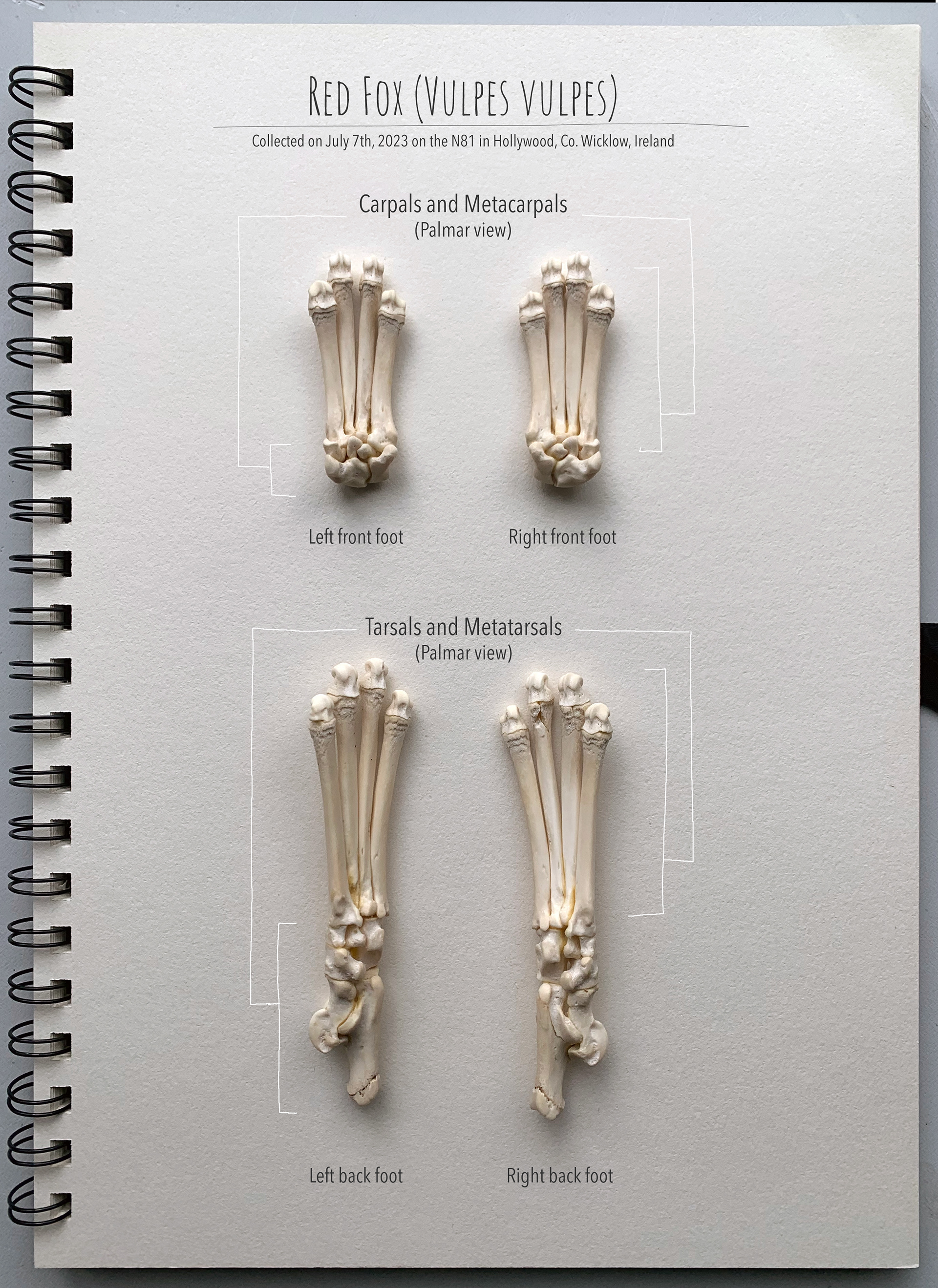 Athan's paws - palmar view