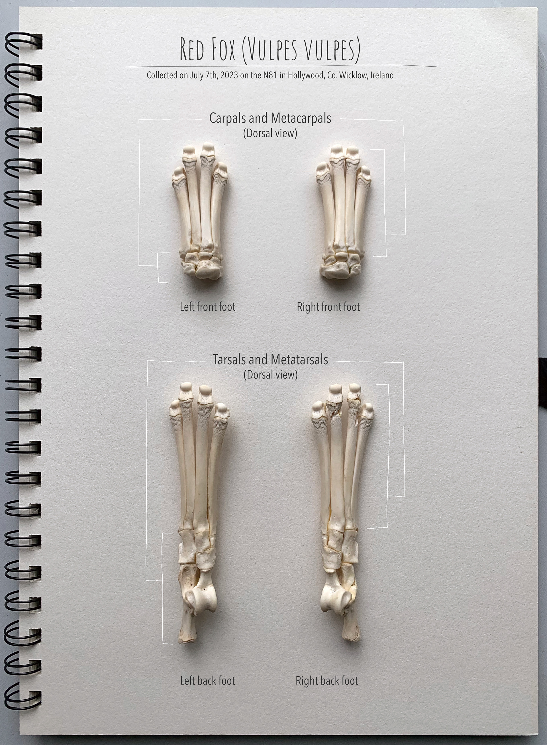 Athan's paws - dorsal view
