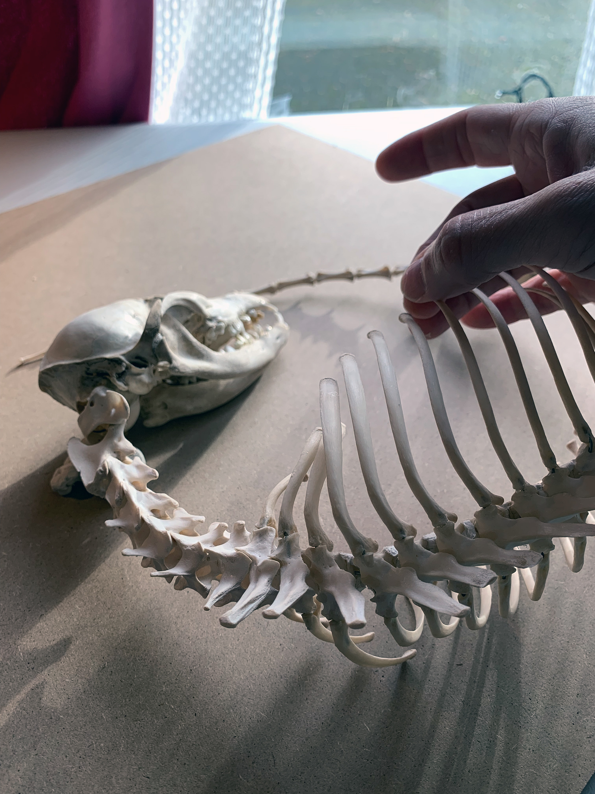 Aligning the ribs