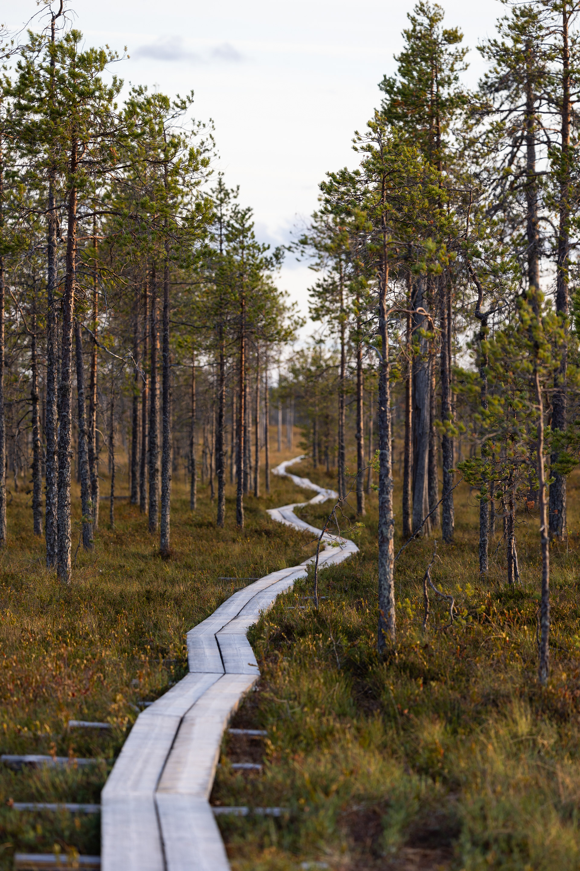 Patvinsuo Nationalpark 2024  28/41