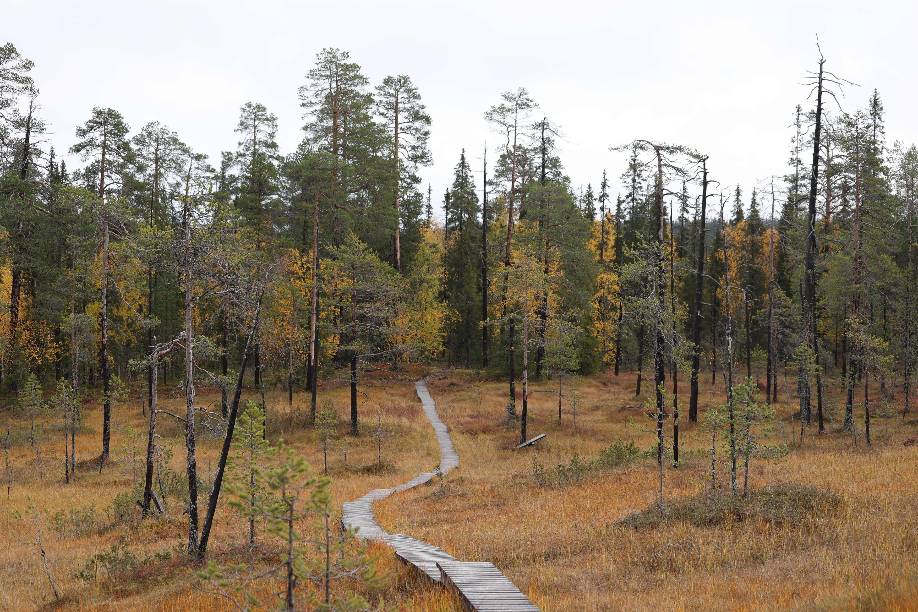Salla Nationalpark2023 24/41