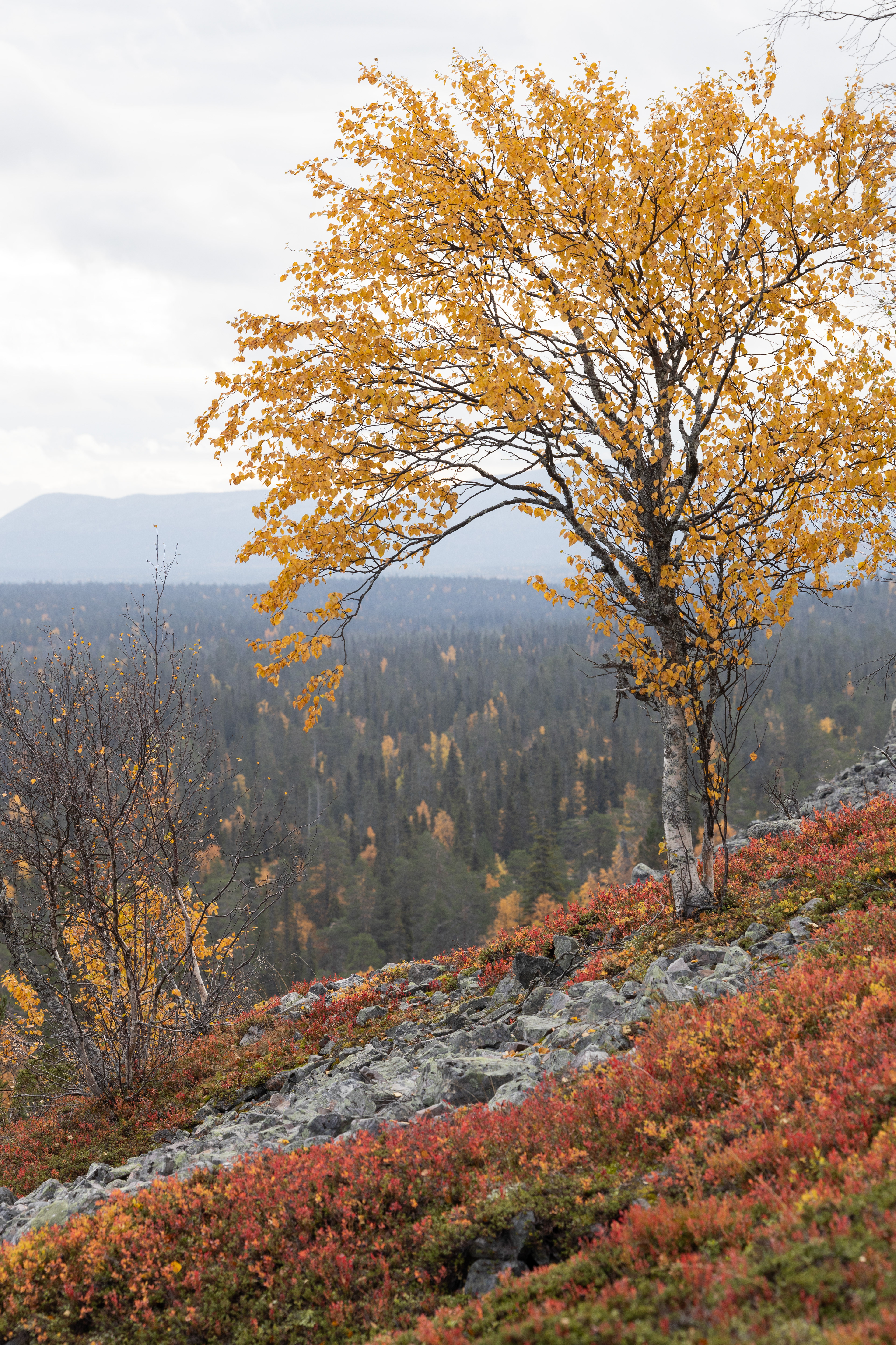 Pyhä Luosto Nationalpark 2022 22/41