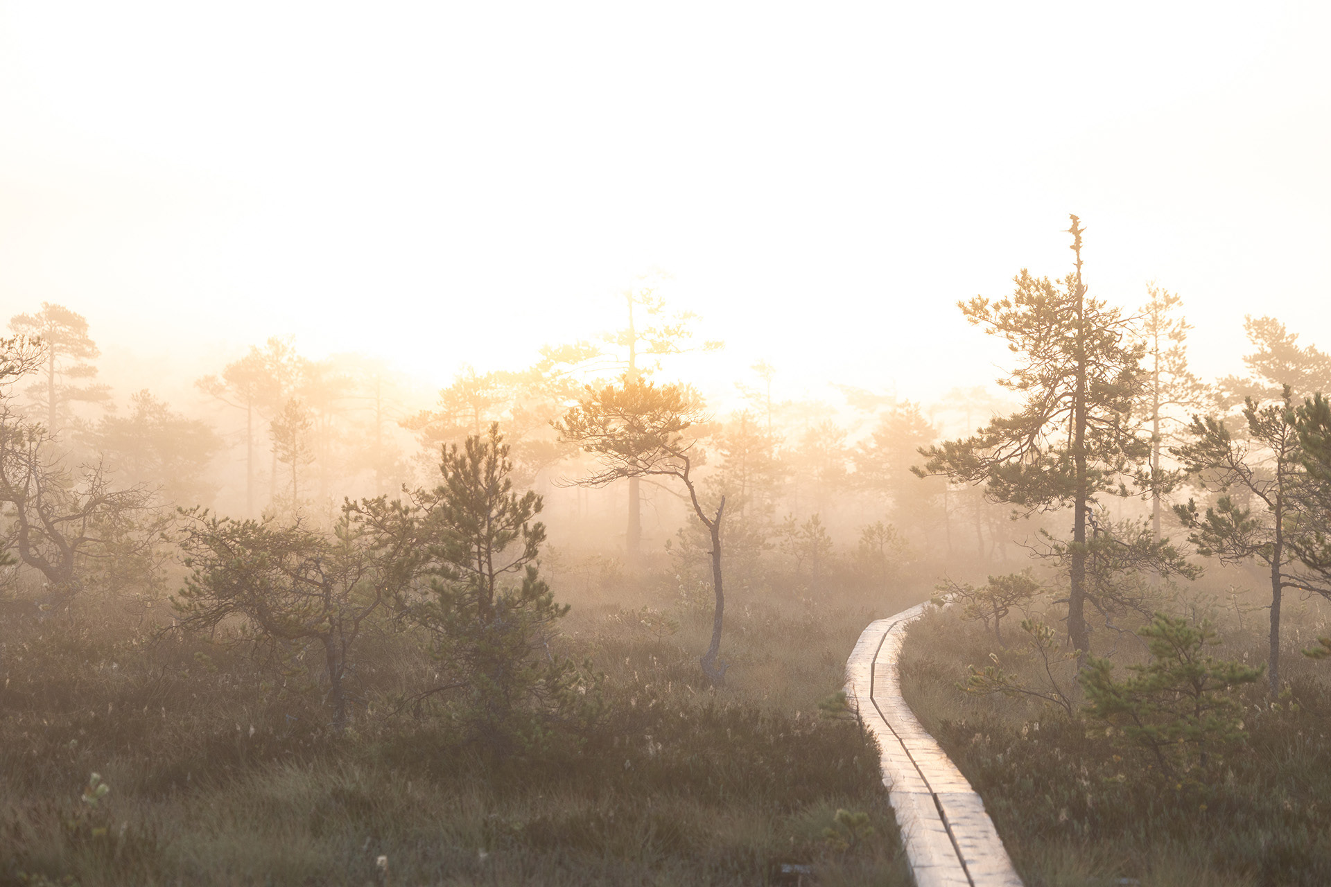 Valkmusa Nationalpark 2024