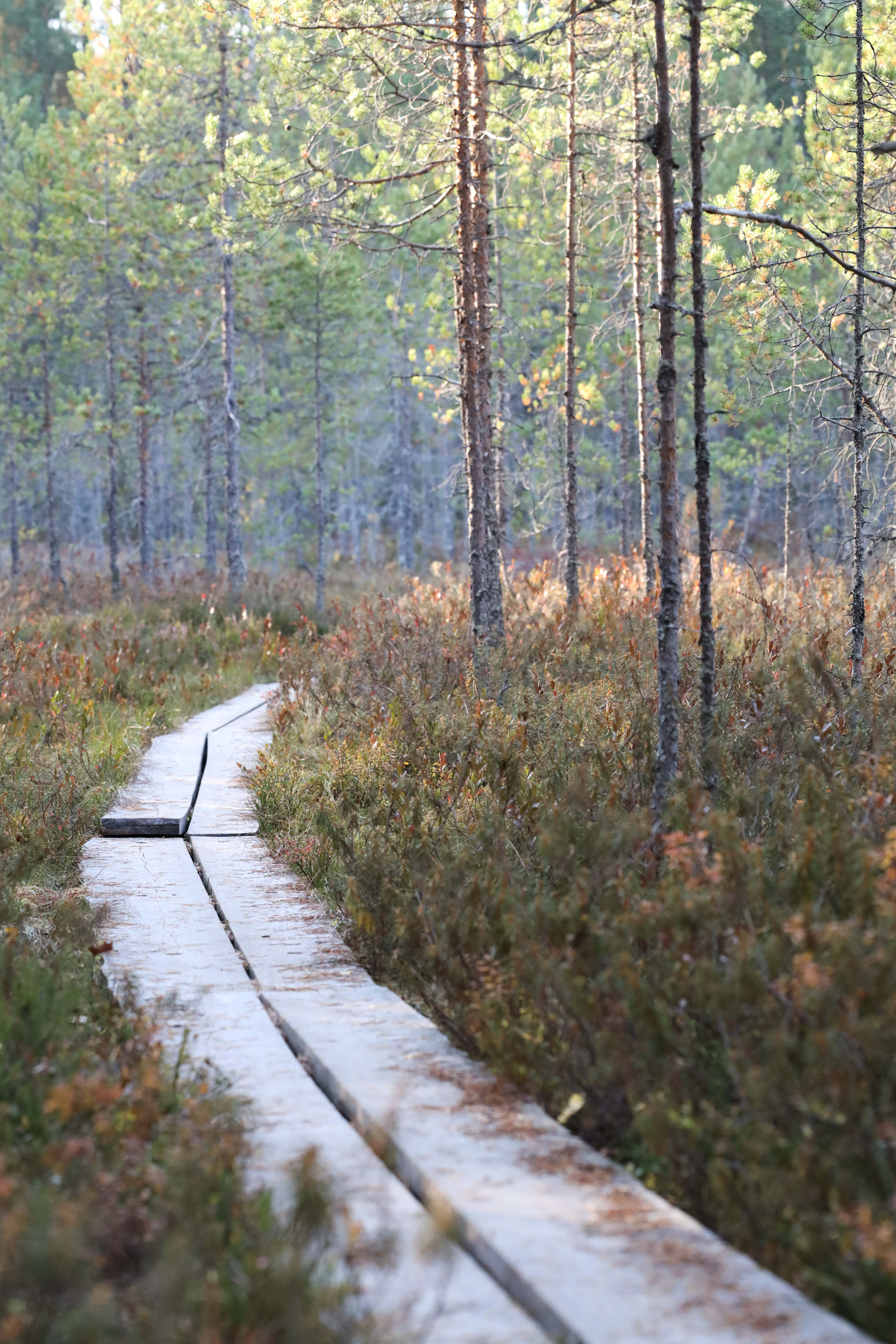 Leivonmäki 2021