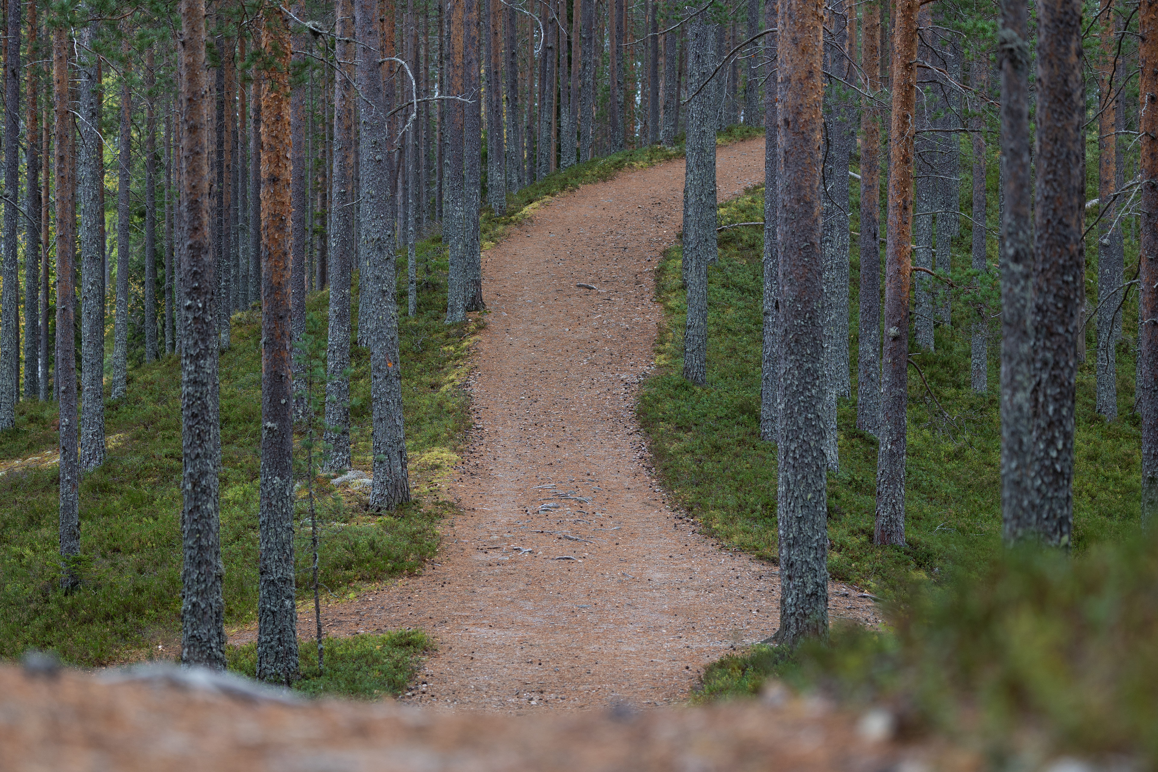 Tiilikkajärvi Nationalpark 2024 30/41