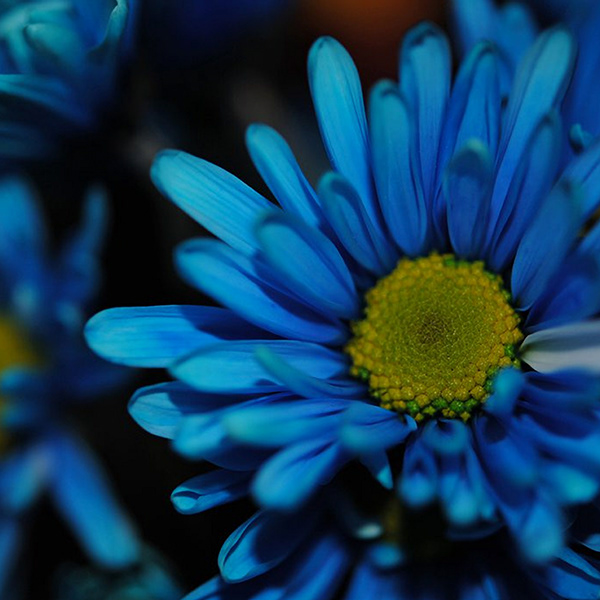 Art Of Mine - Blue Daisy