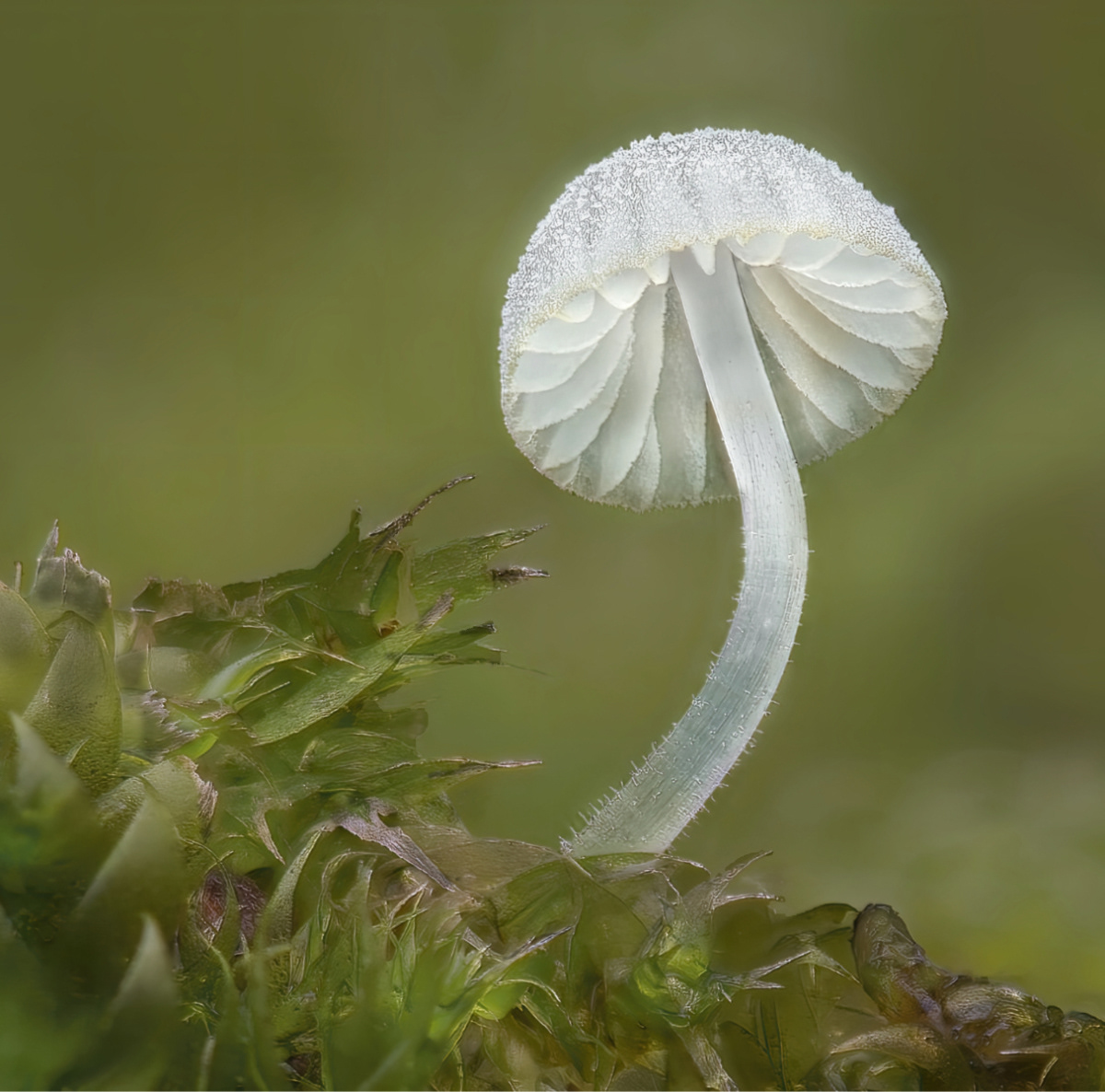 Mycena