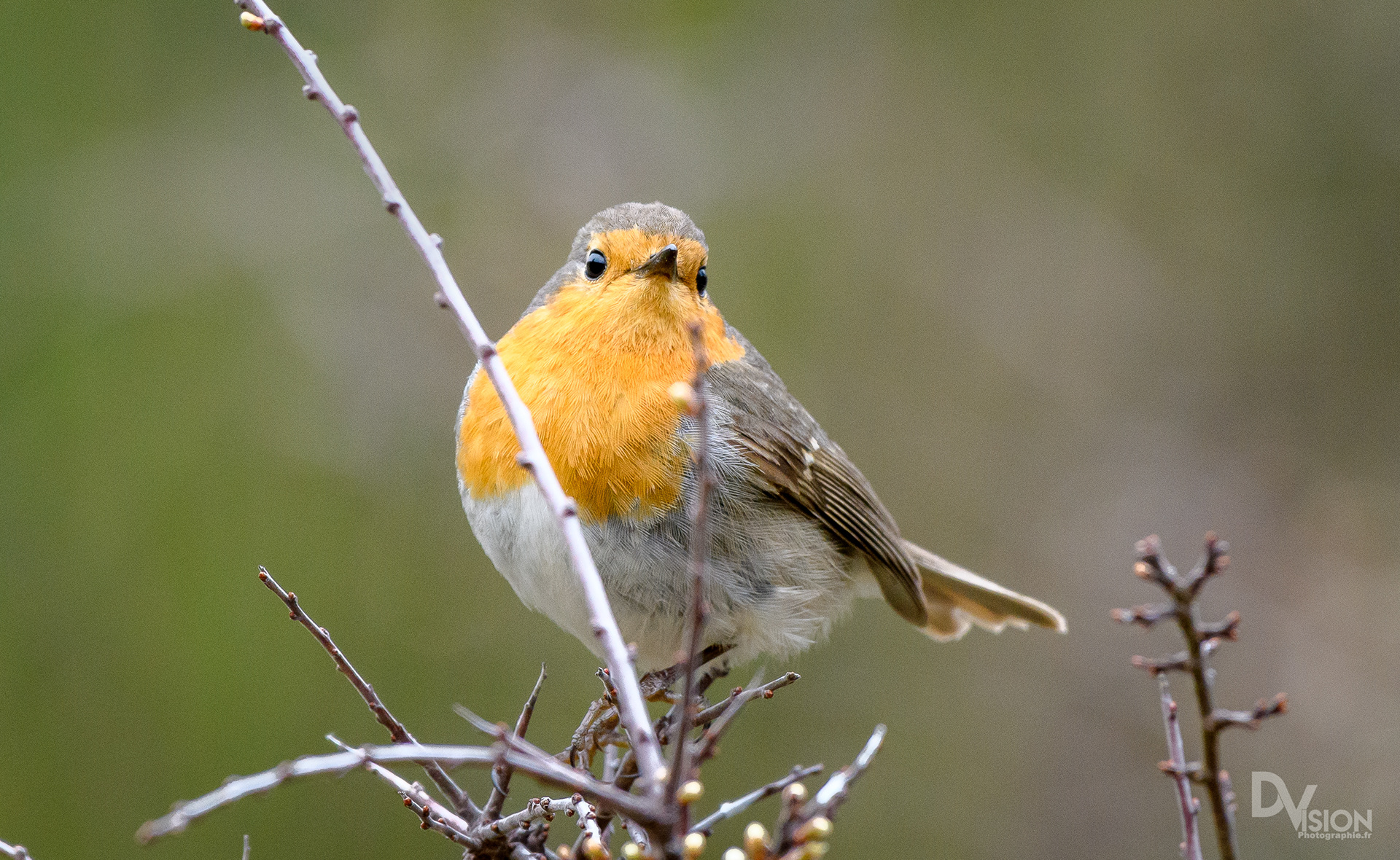 rouge gorge