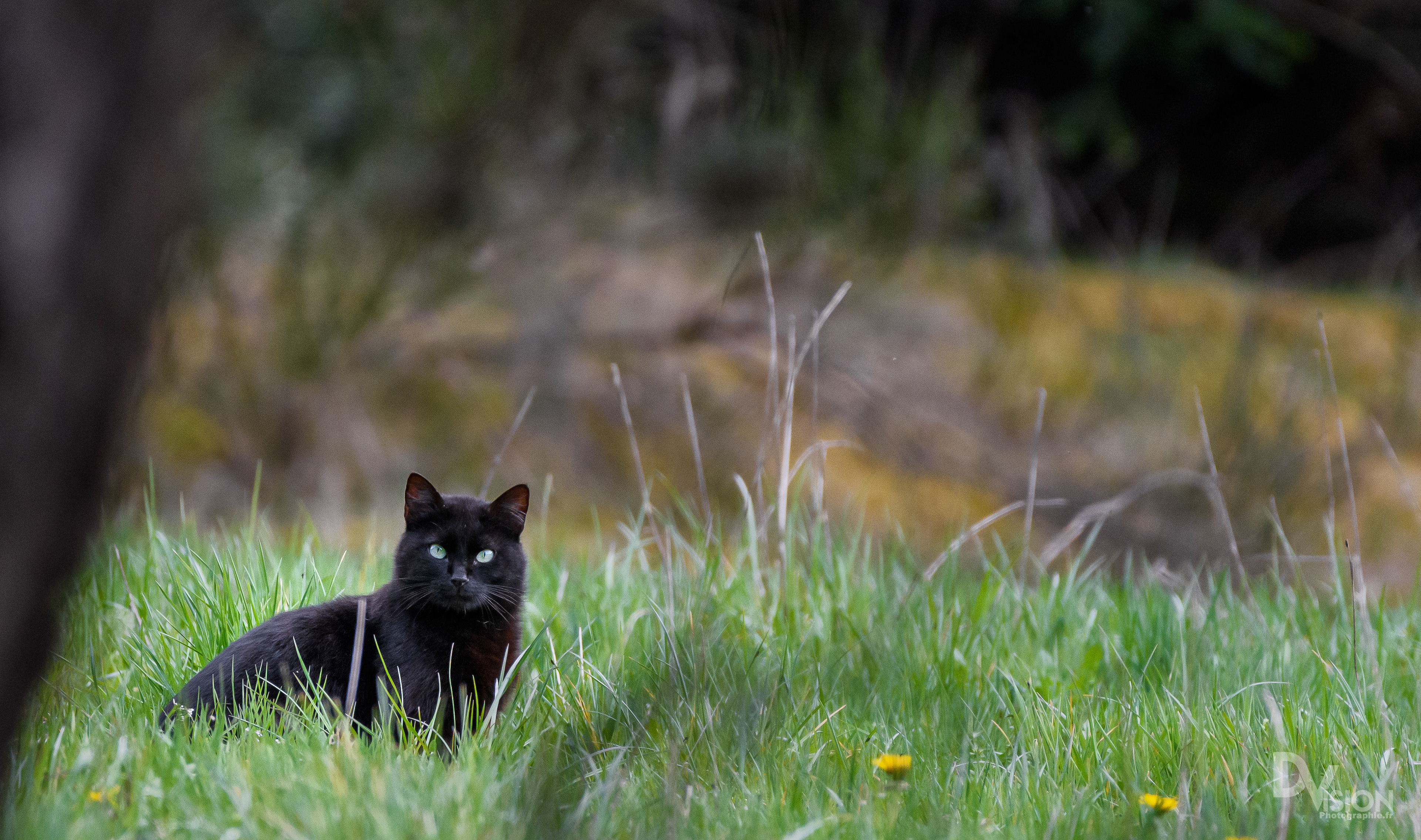 Chat en chasse
