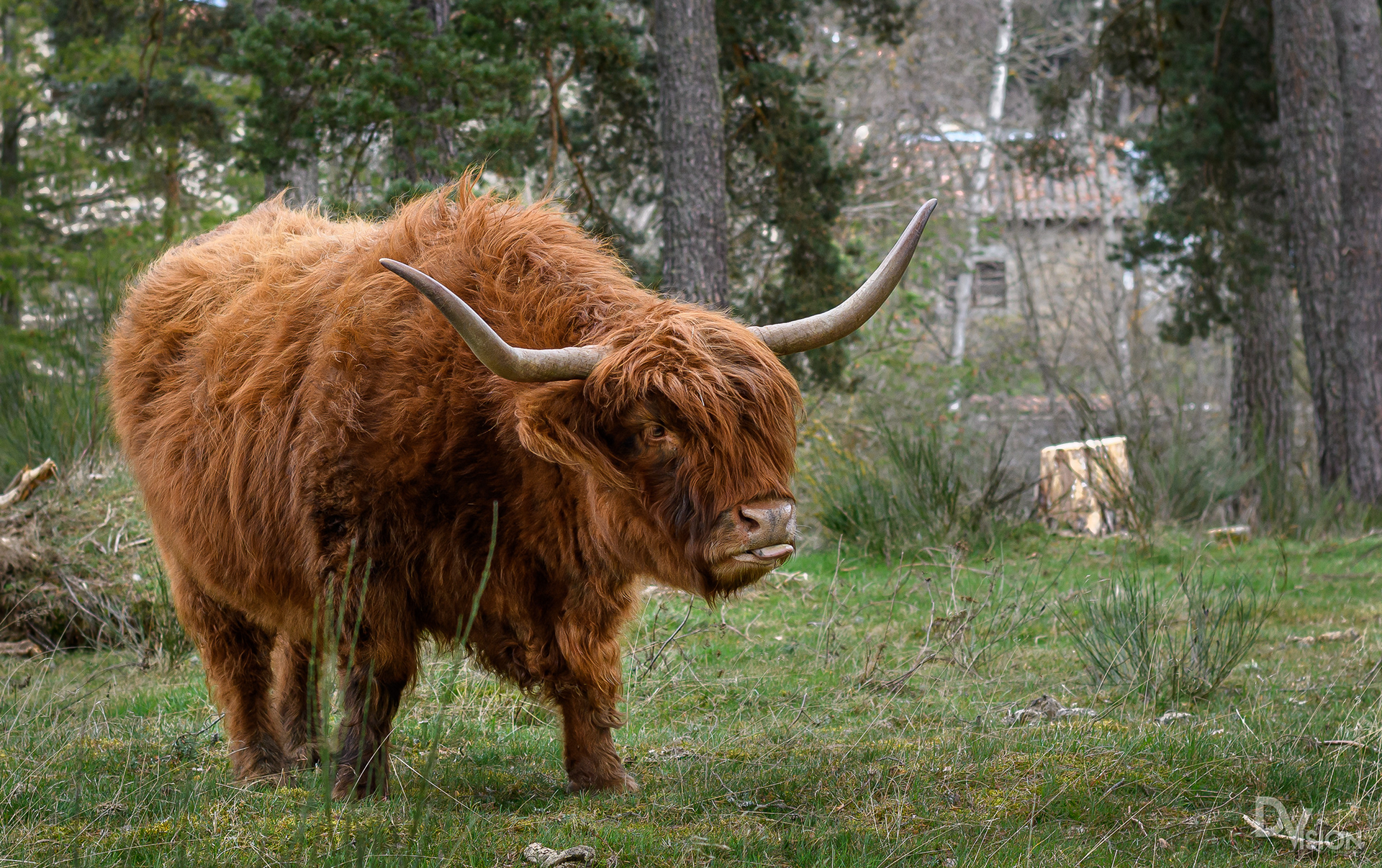 vache highland Haute Loire