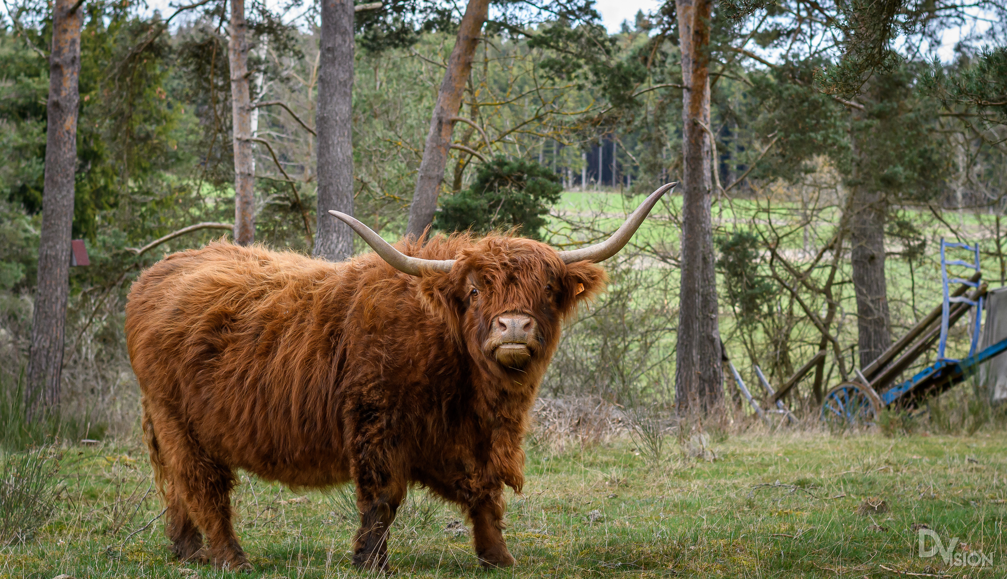 vache highland Haute Loire