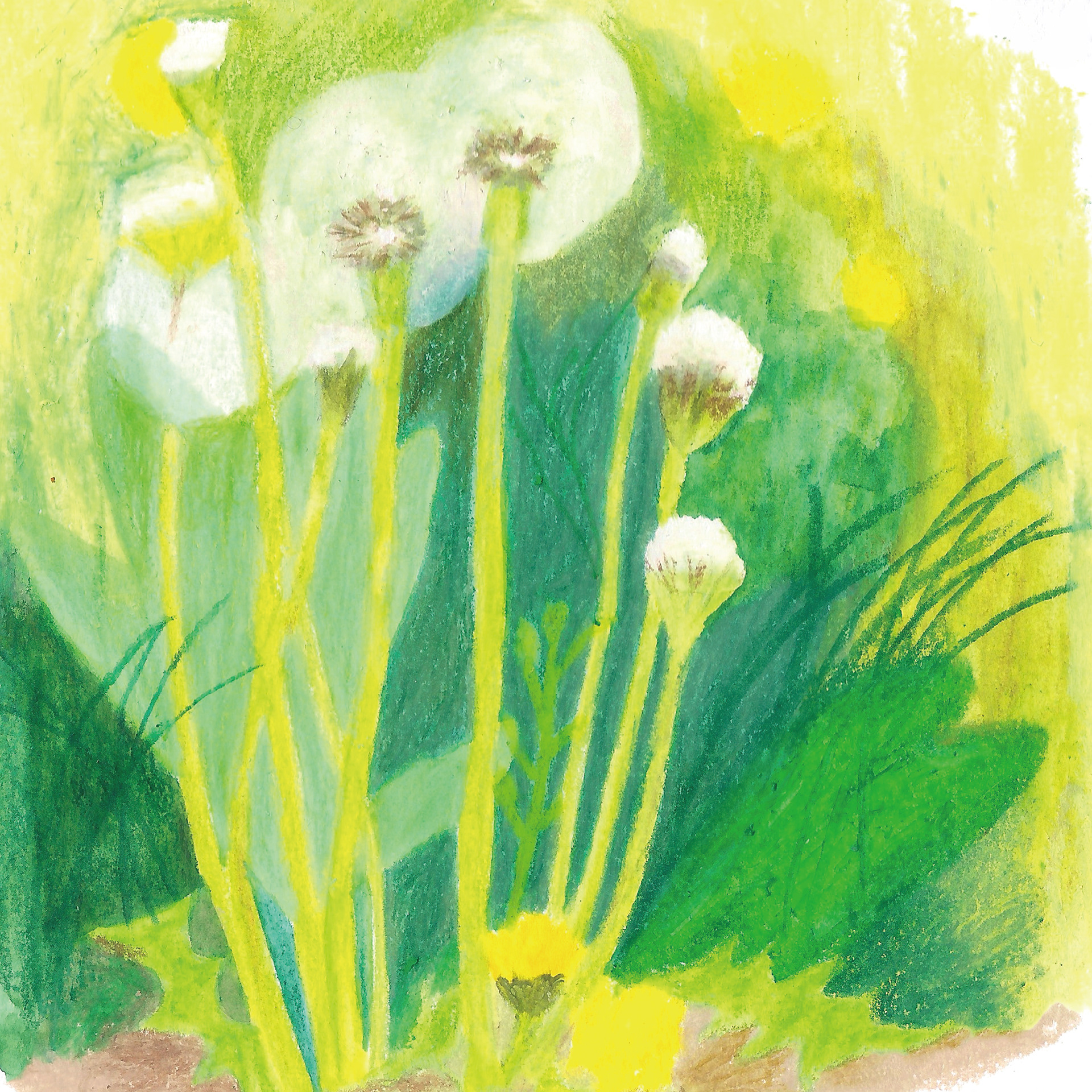 dandelion_2022