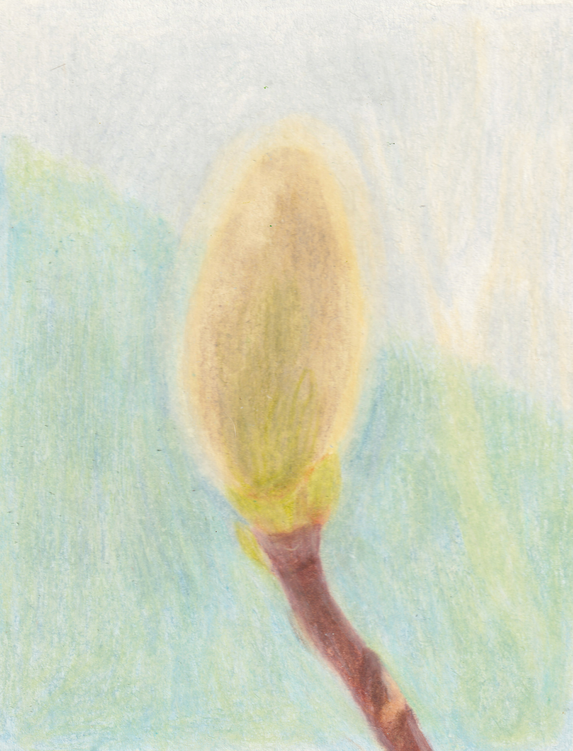 Magnolia bud_2022