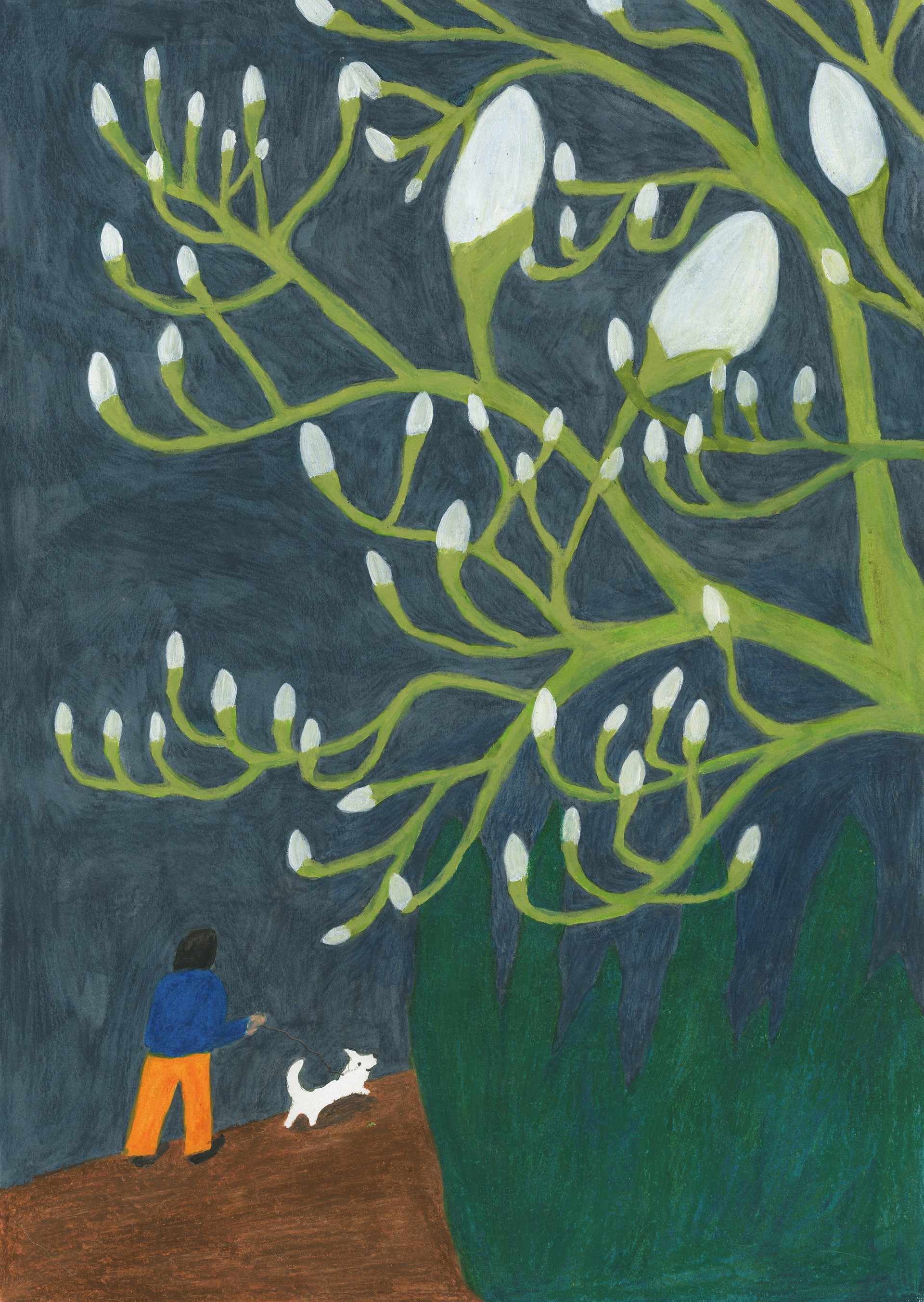 Magnolia at Night_2024