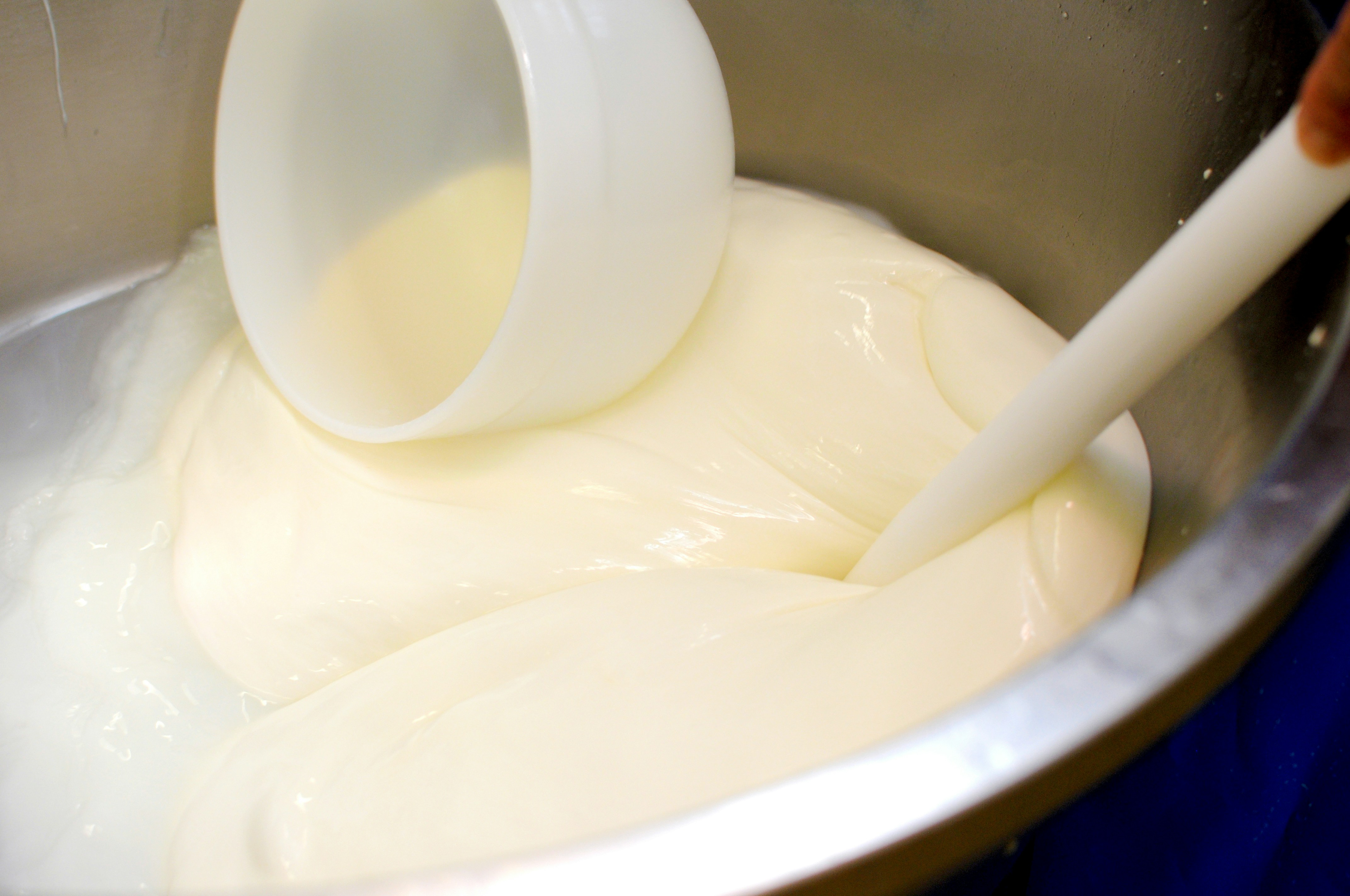 Production of high-quality mozzarella / The Gastro Label / www.gastro-label.com
