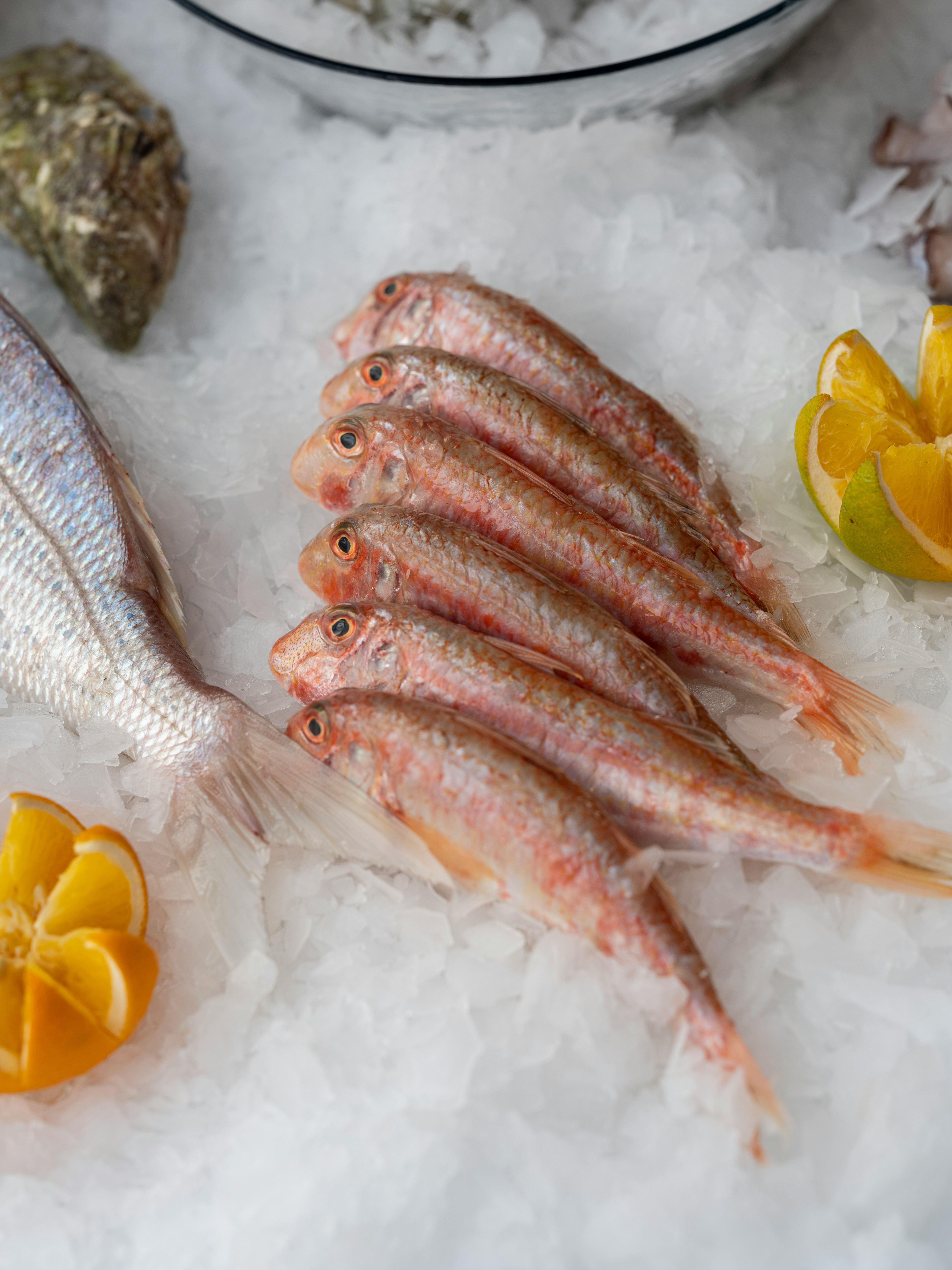Several fresh, rare fish laid out on ice in an elegant display case / The Gastro Label / www.gastro-label.com