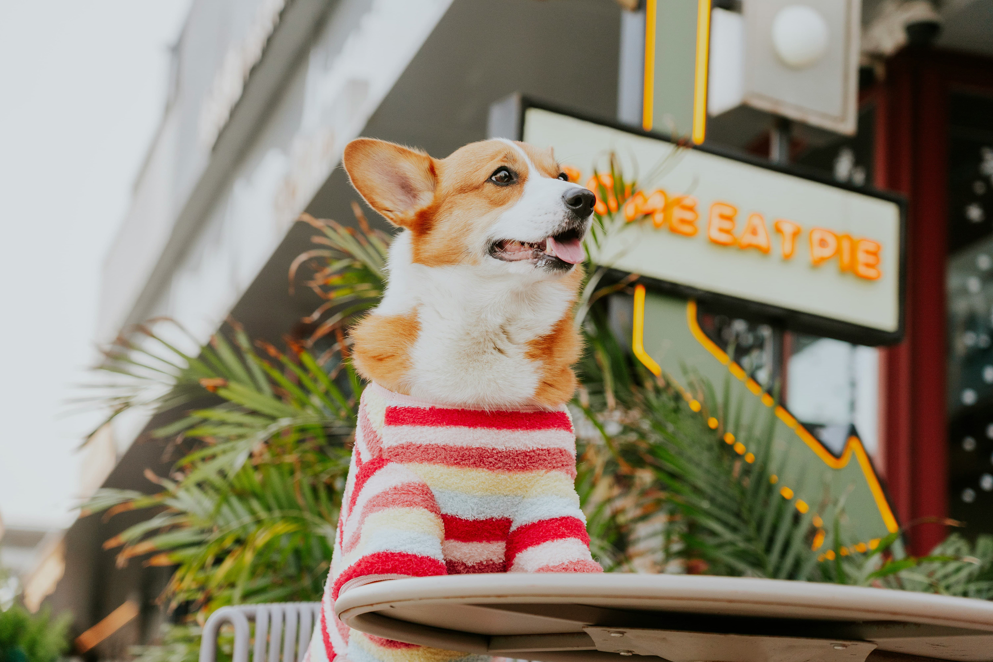 Corgi in front of the Corgi Cafe in Barcelona - Gastro Label