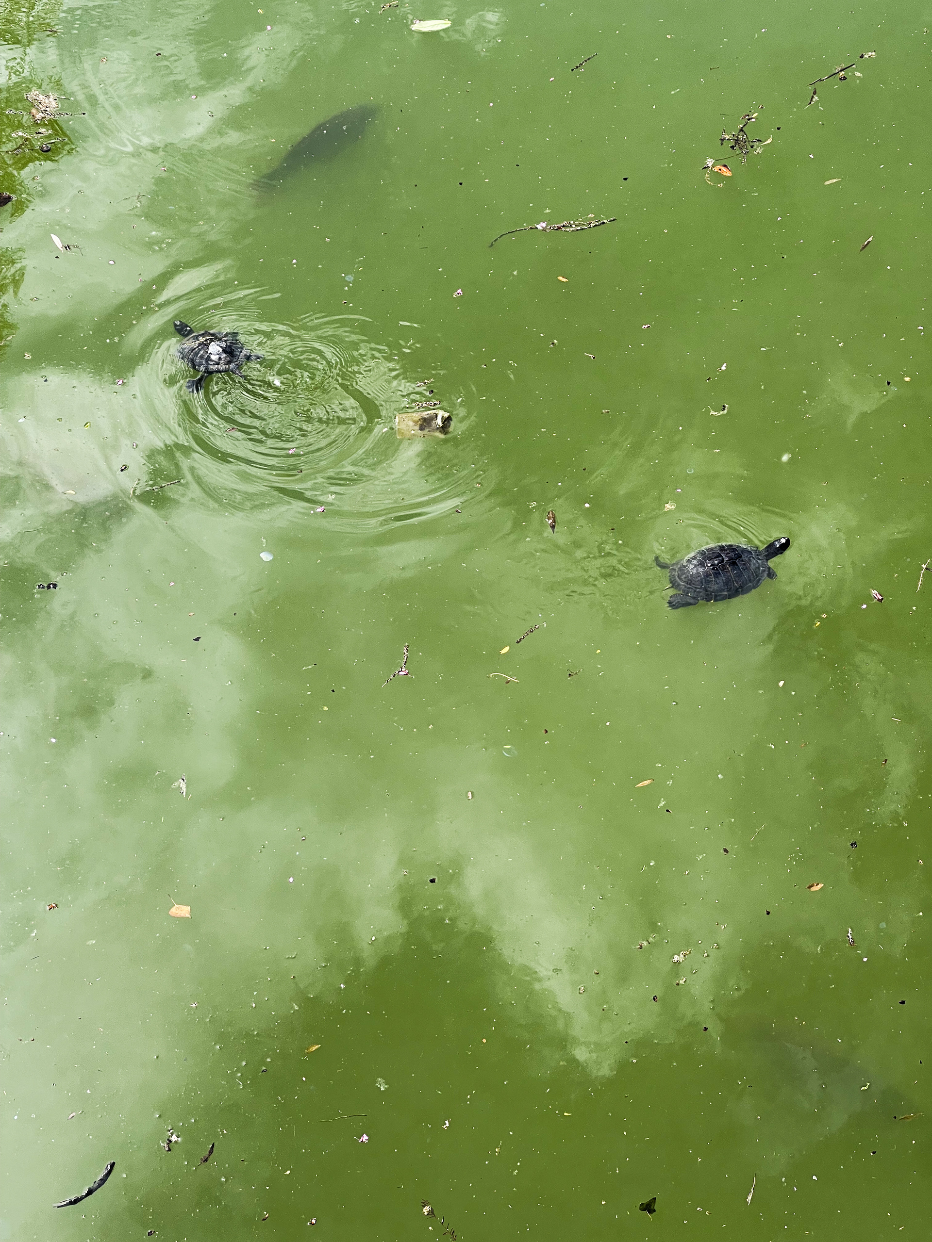 turtles
