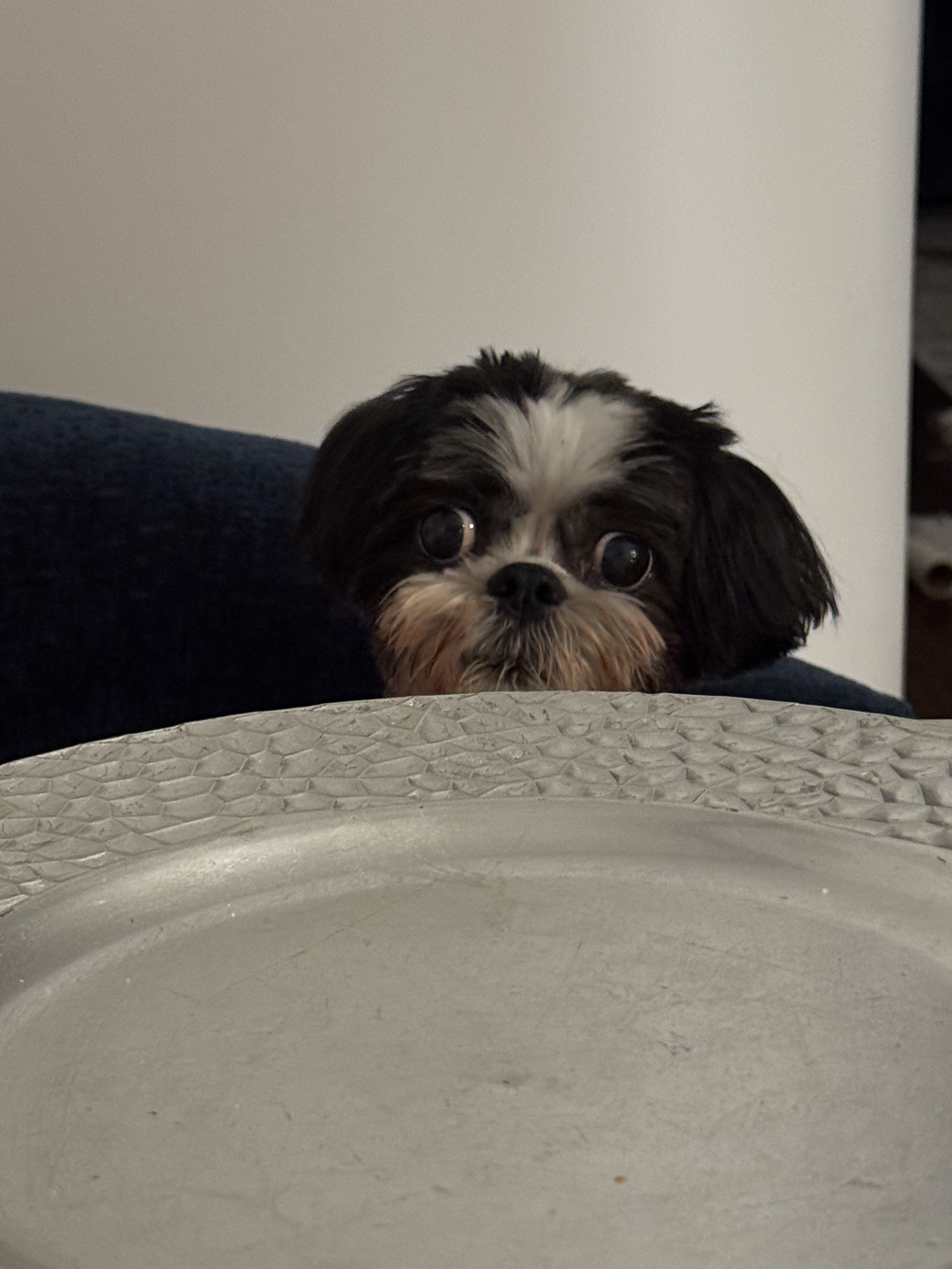miko at the table
