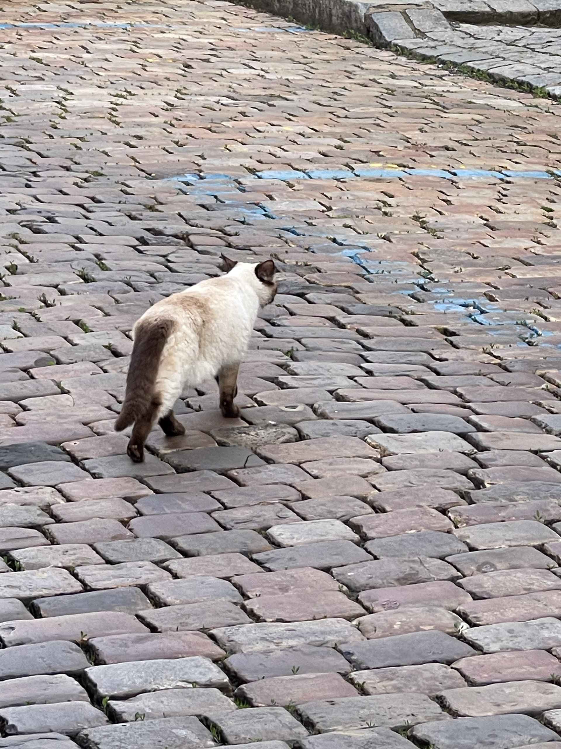 the cat in prague