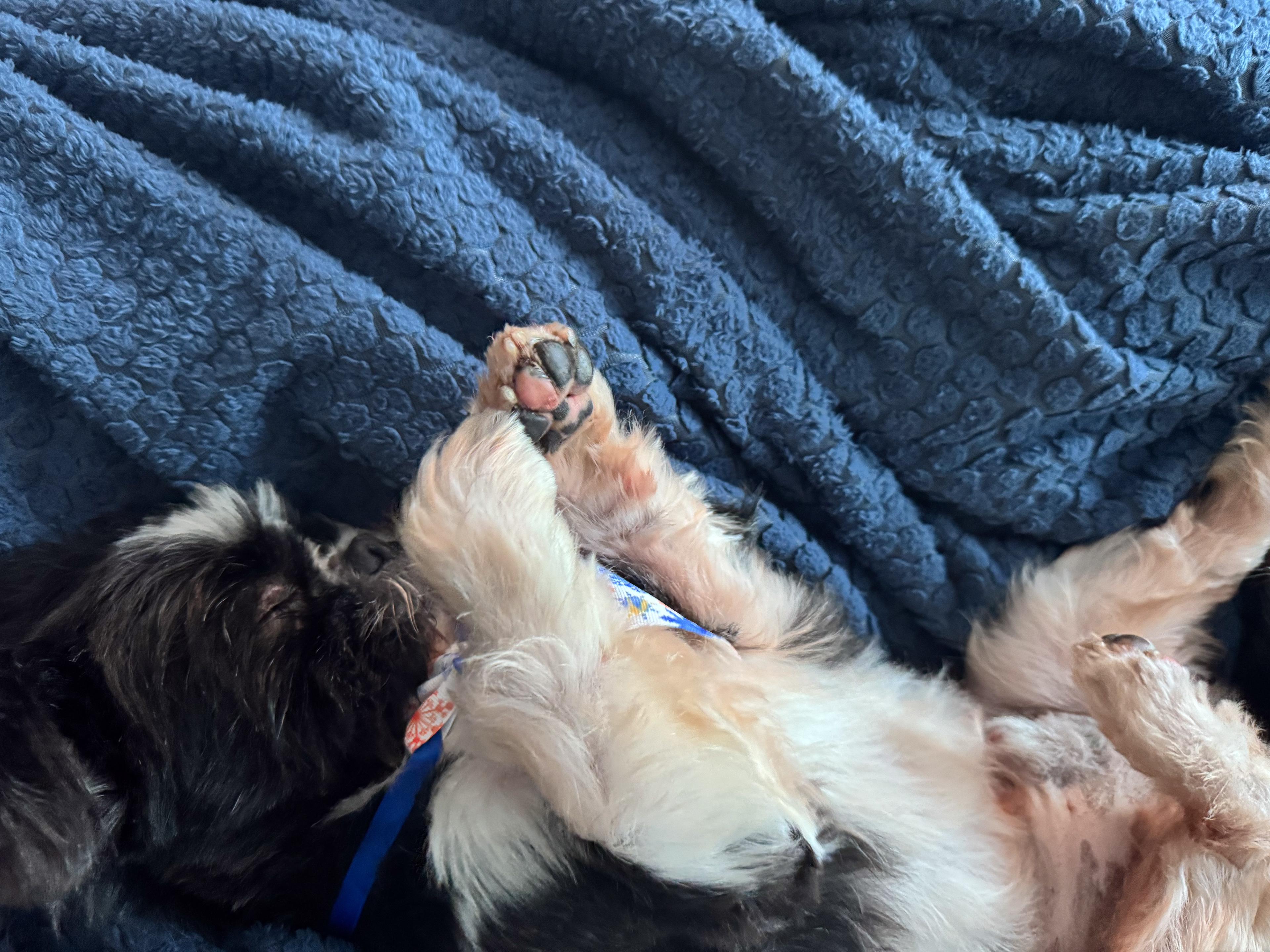 murphy