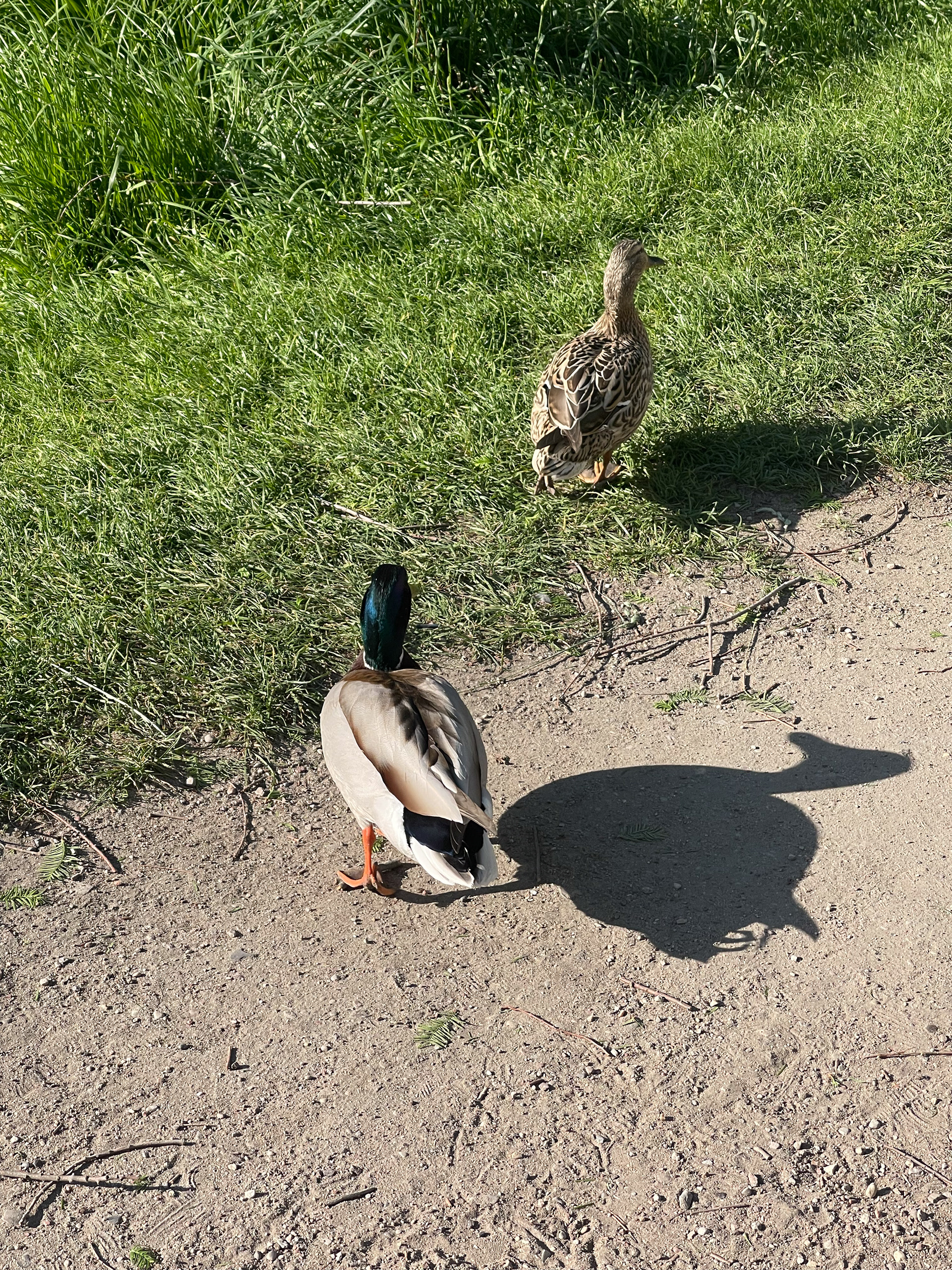 duckies together