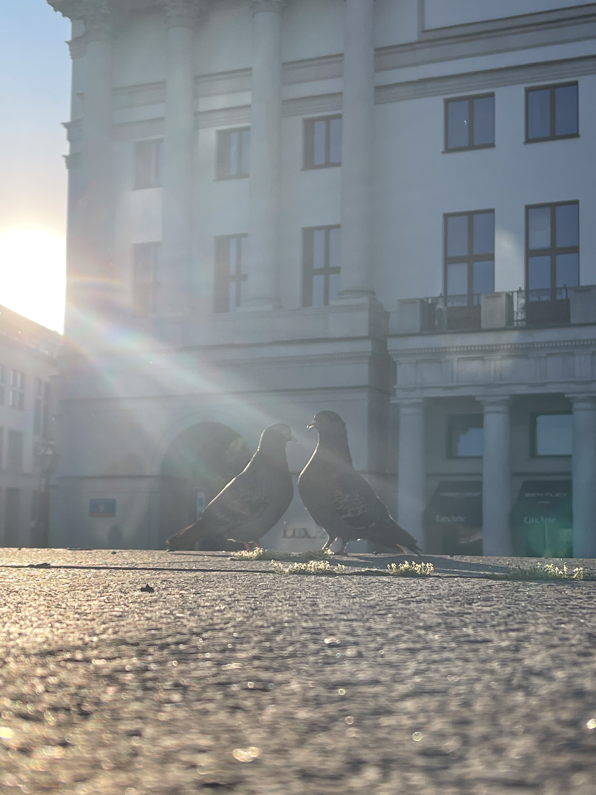 pidgins in love