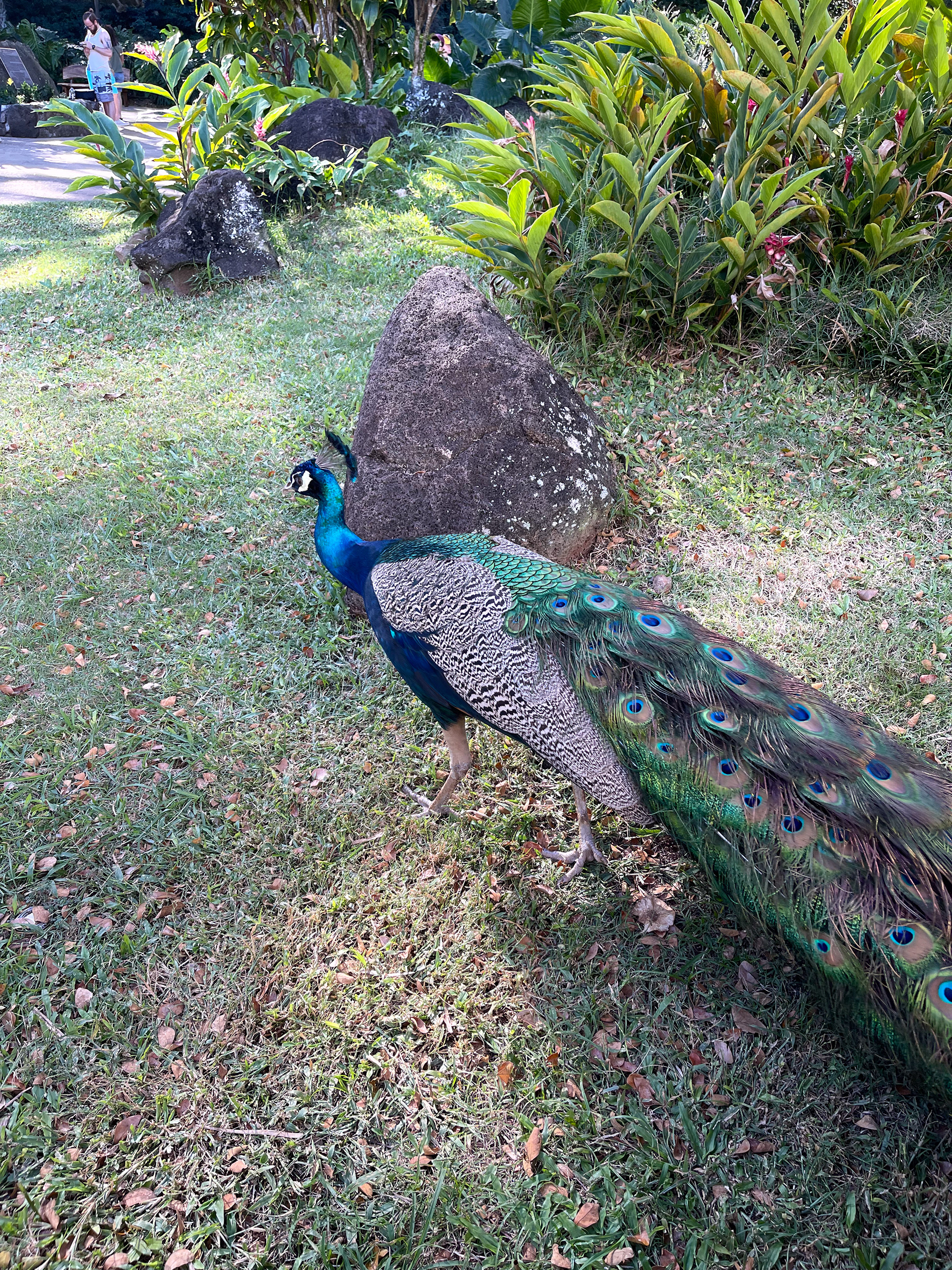 peacock in hawaii