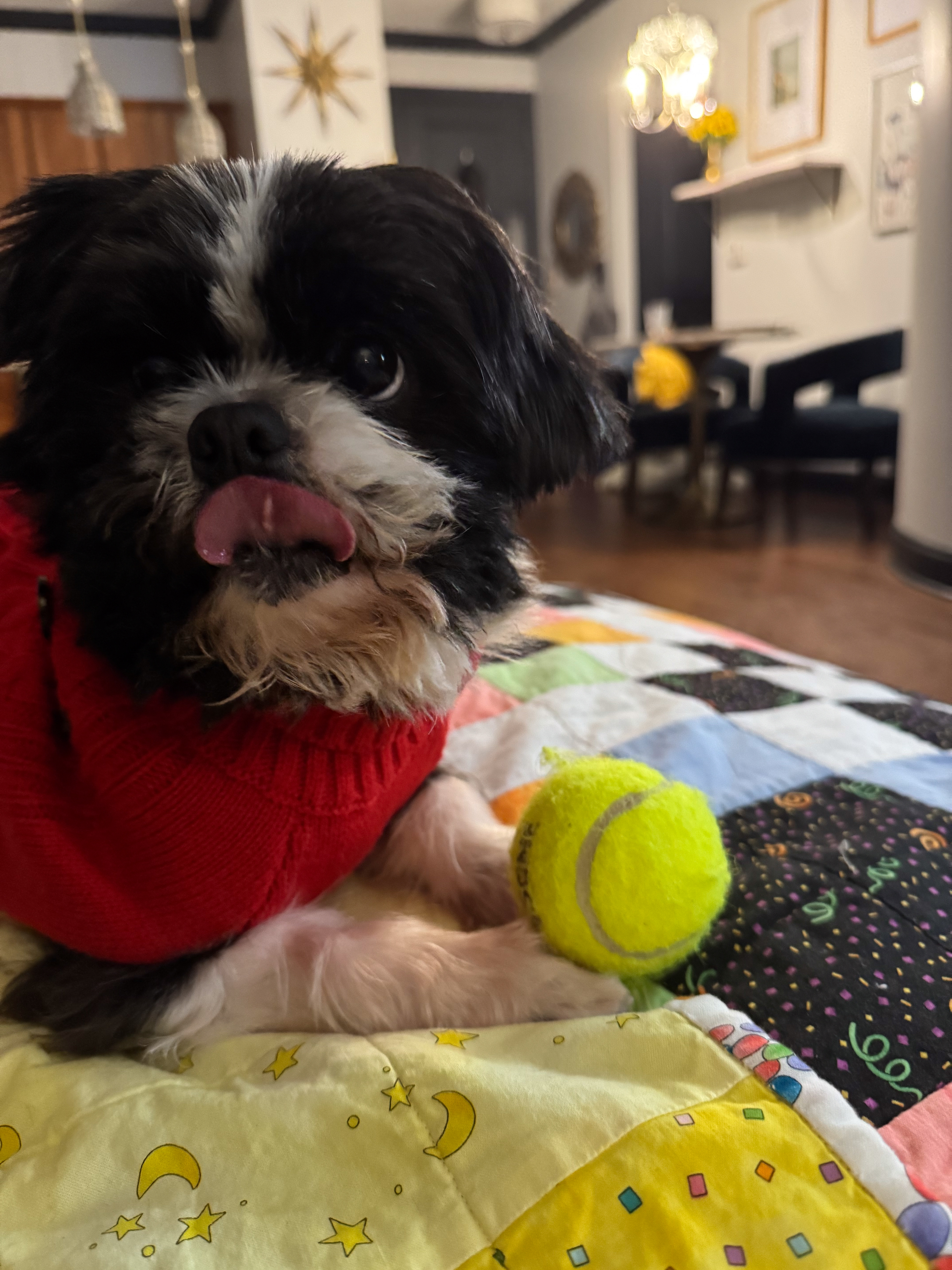 murphy with his ball