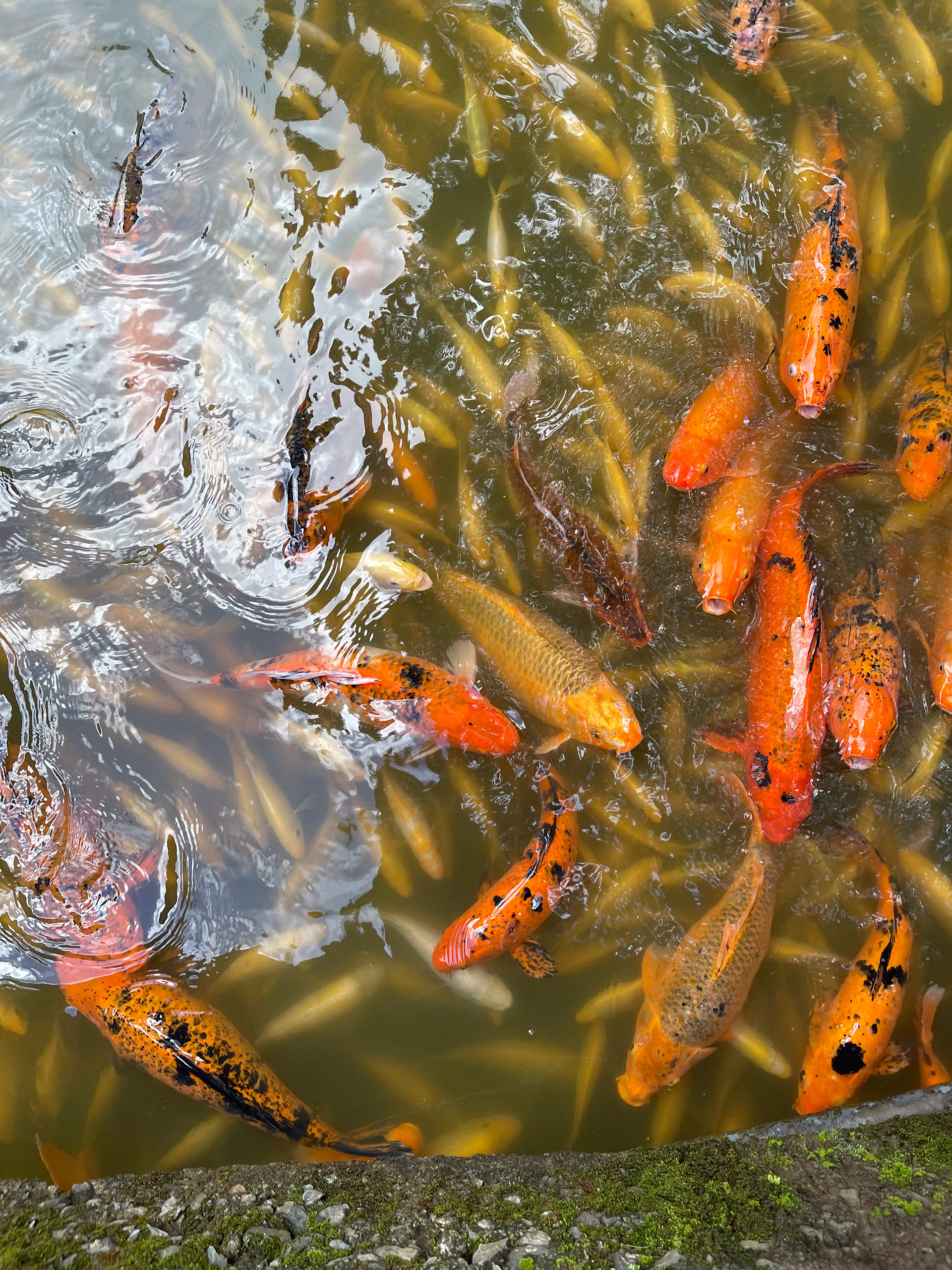 coy fish