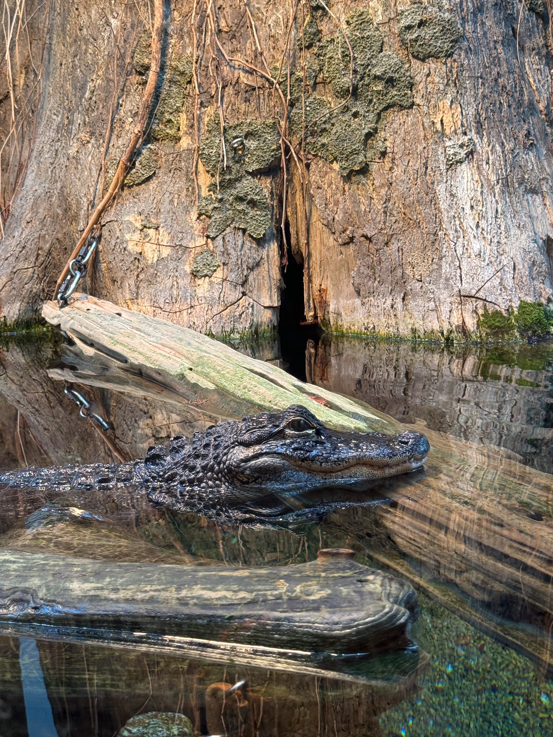 tn aquarium