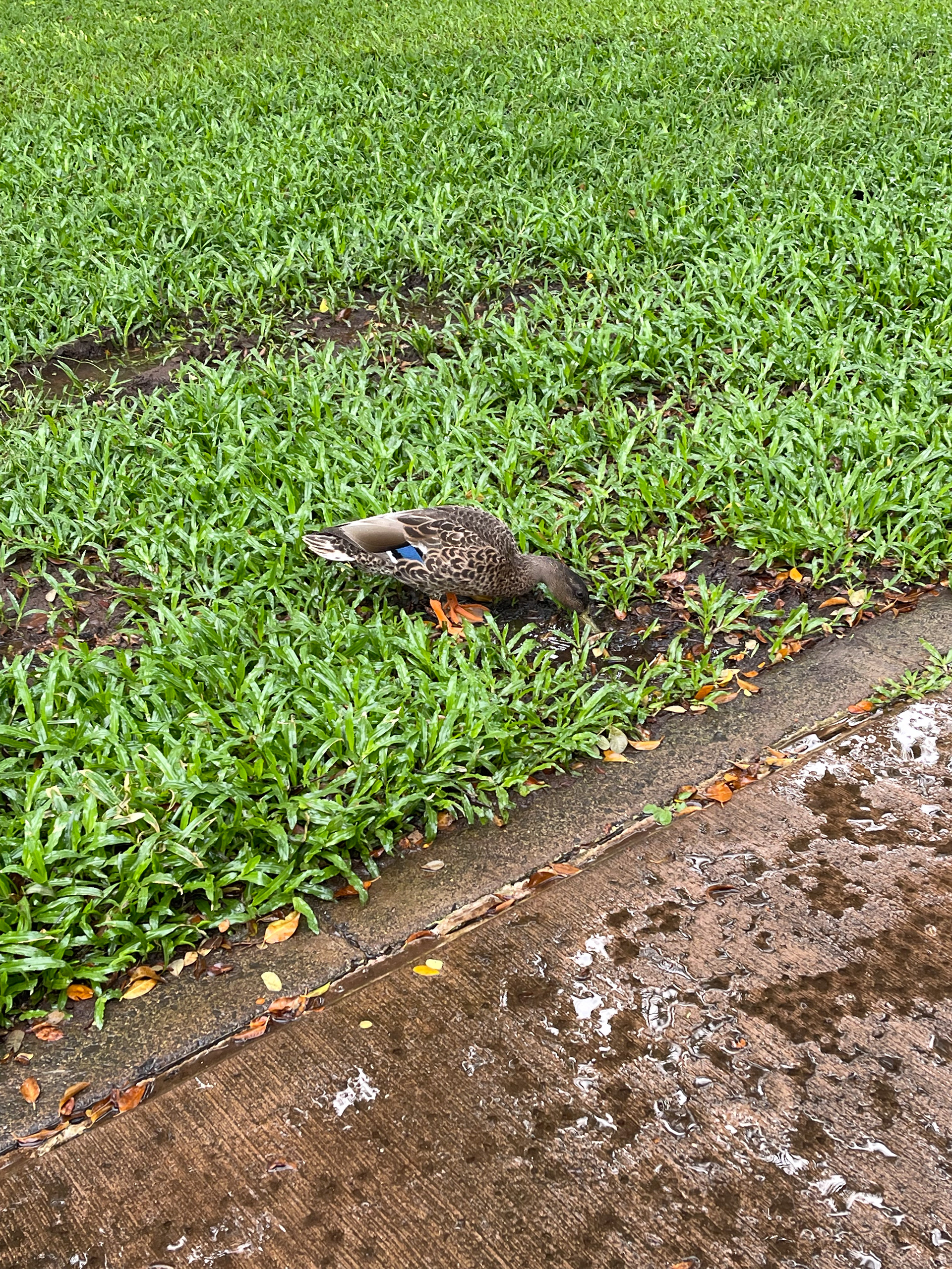 ducky in hawaii